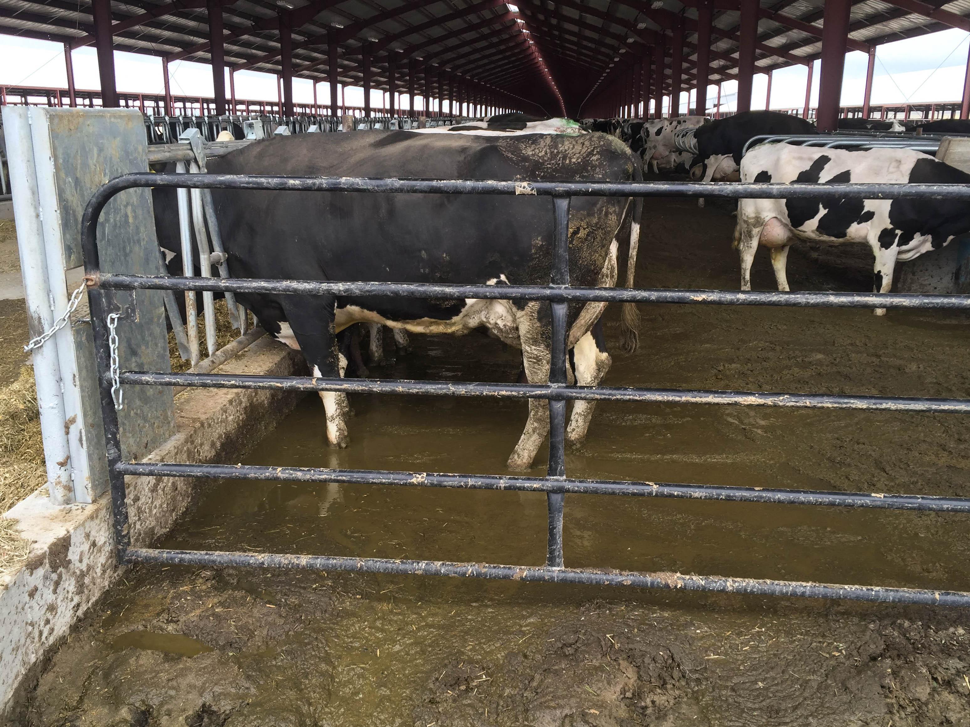 Requiem for a mega-dairy: Bills seek moratorium on supersize dairy farms in  Oregon - OPB