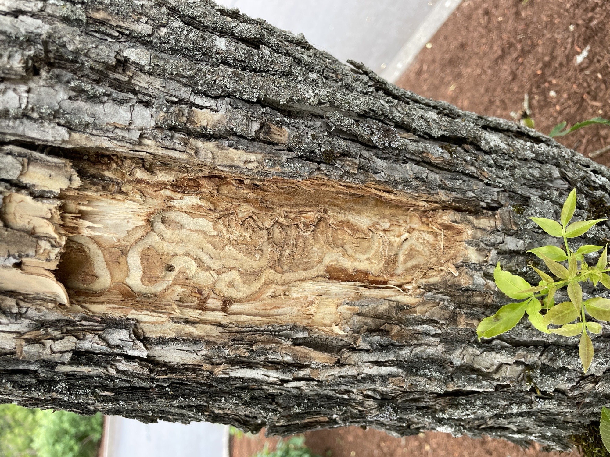 In this photo provided by the Oregon Department of Foresty, galleries carved by emerald ash borer larvae are seen in this ash tree near Newberg, Ore. 