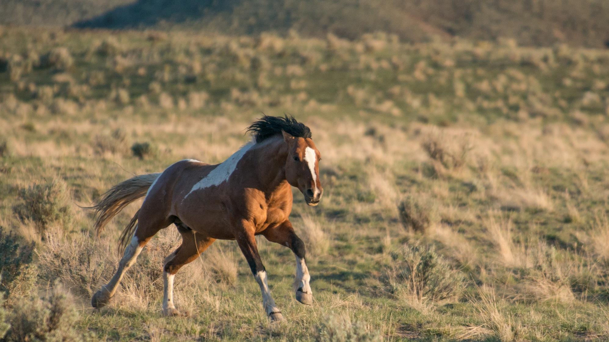 Wild Horse Stallion