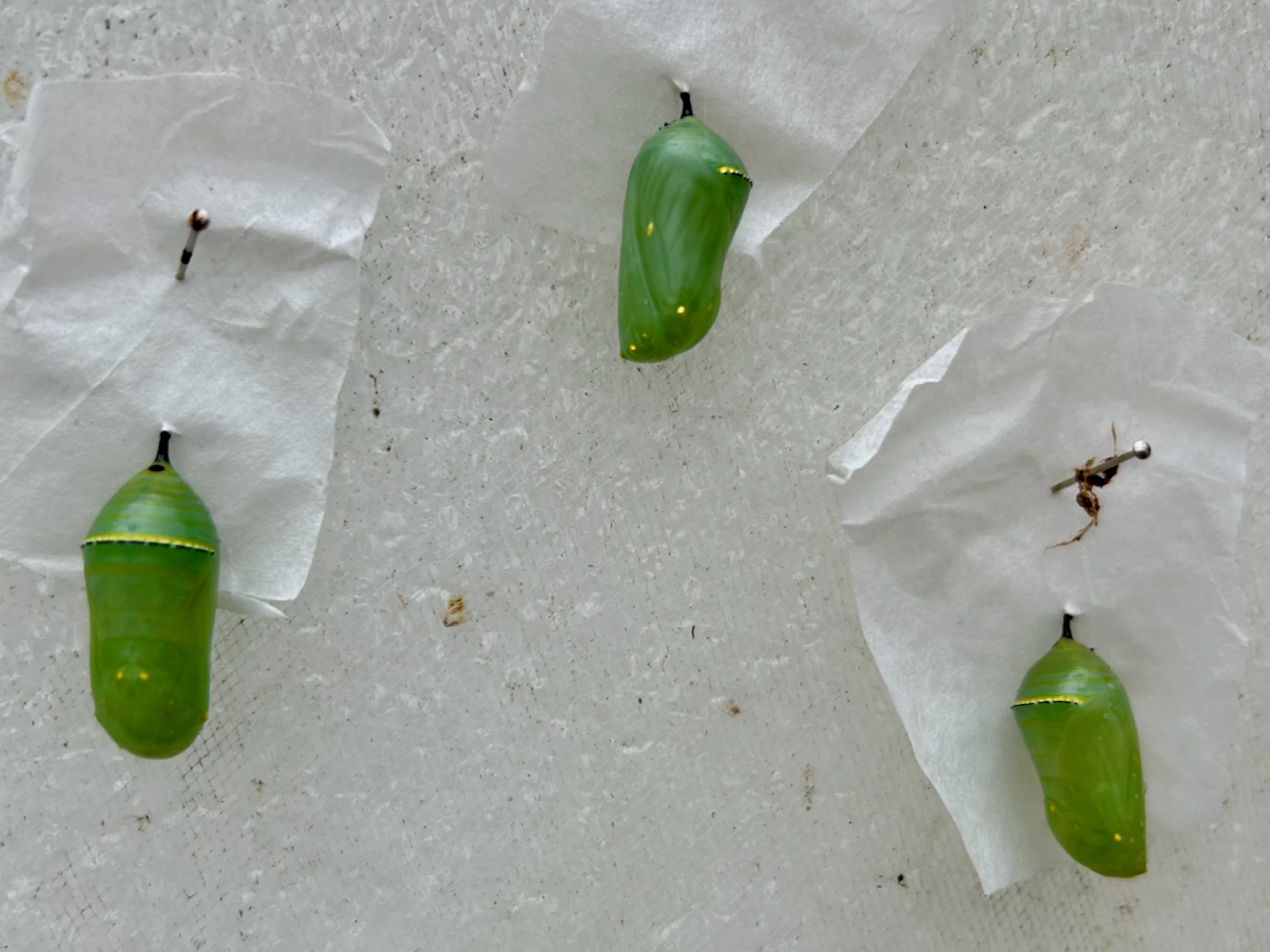 Three chrysalises hang in the Elkton Butterfly Pavilion. An outline of a monarch is visible in the topmost chrysalis.