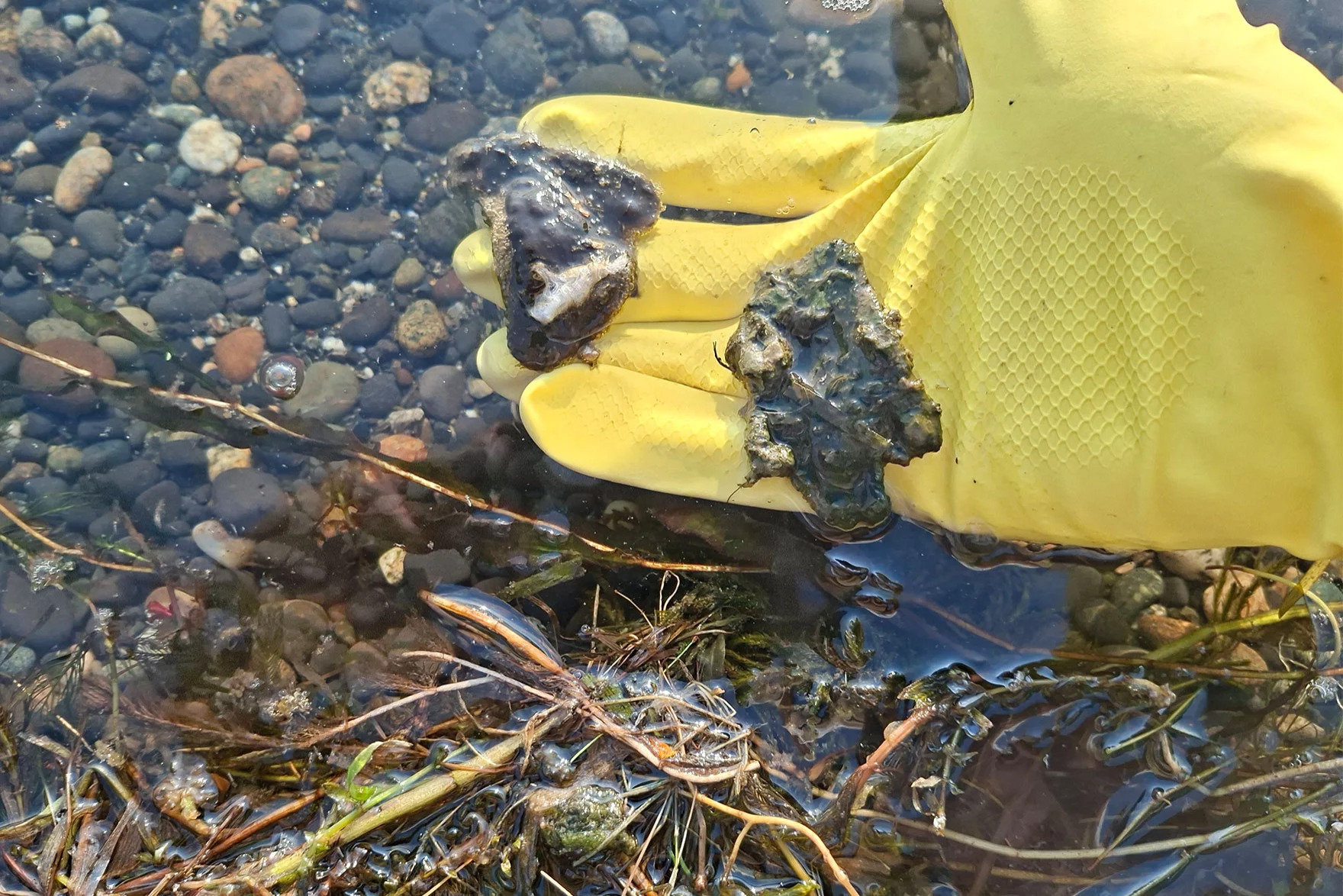 Toxic algae is showing up at a Columbia River park in Richland. Where is it coming from?