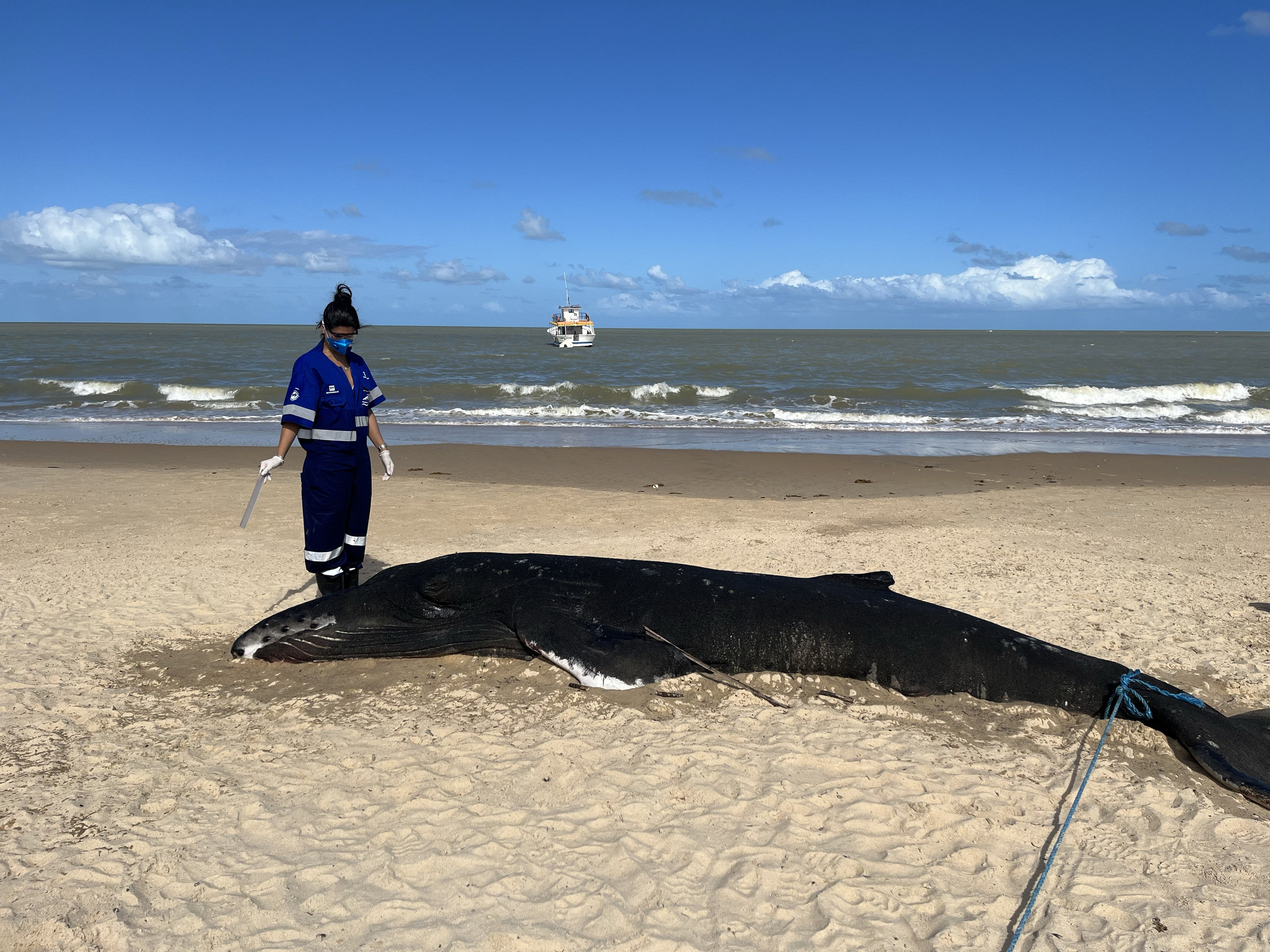 Kamilla Souza getting ready to study the brain of this beached whale.