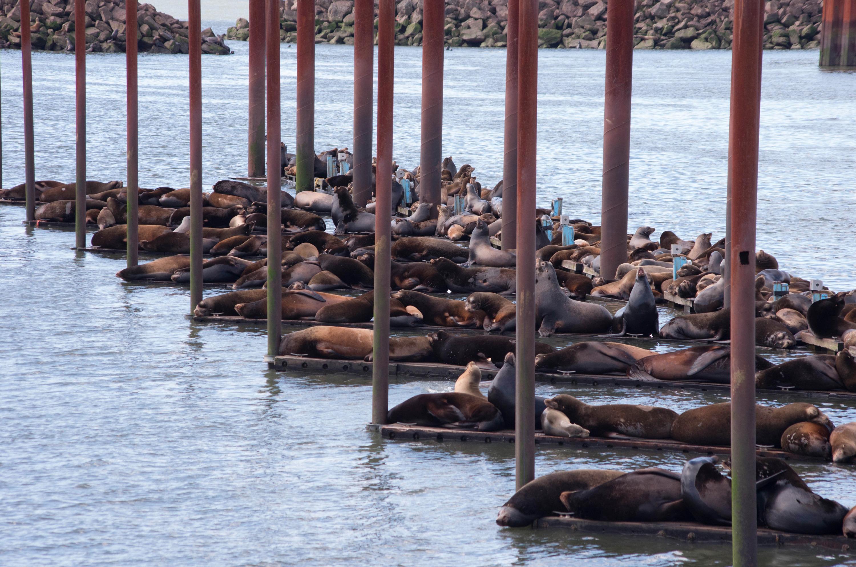 Officials return 'exhausted' wayward sea lion to Columbia River