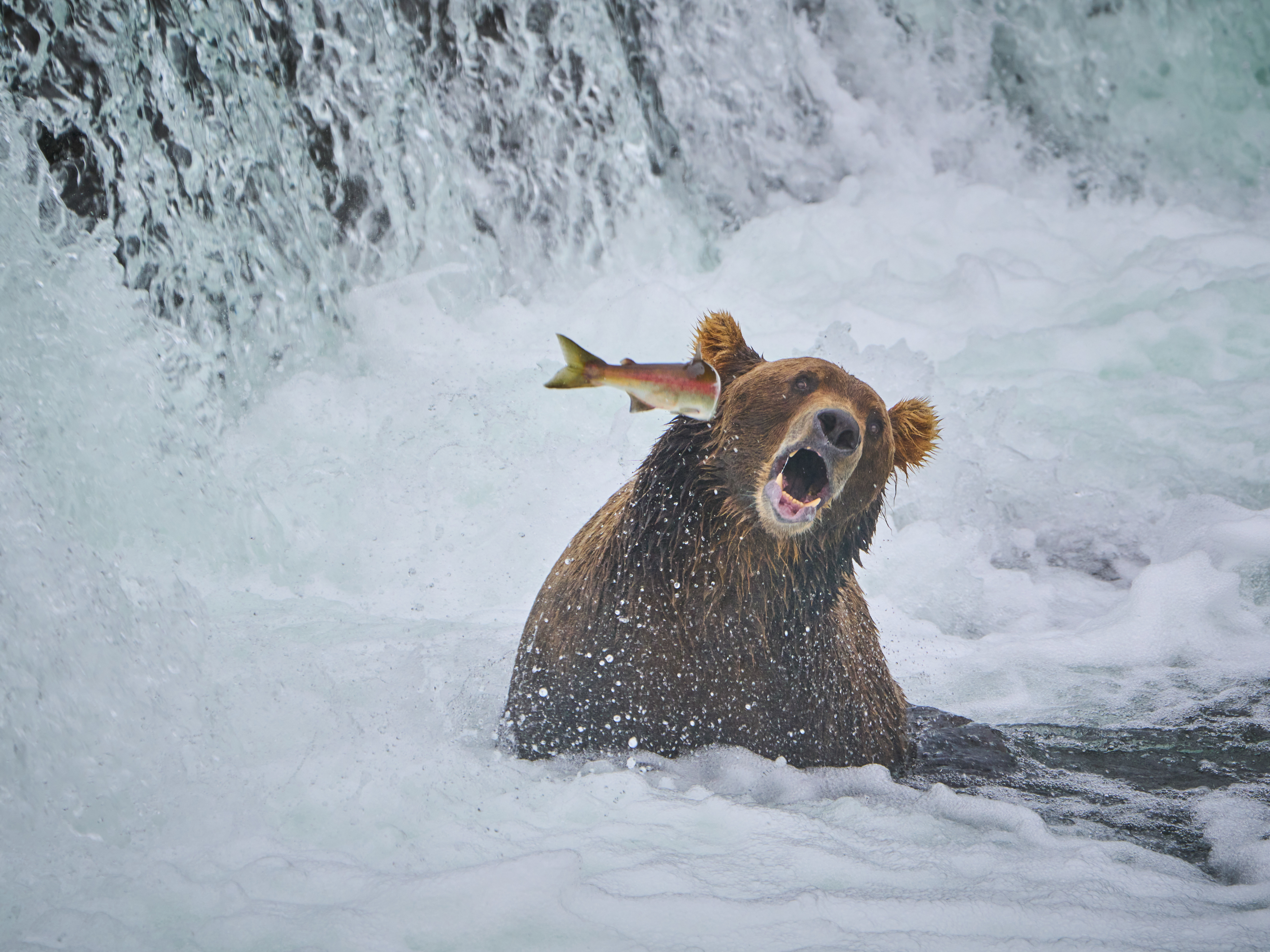 Finalists Announced in the Comedy Wildlife Photography Awards 2023