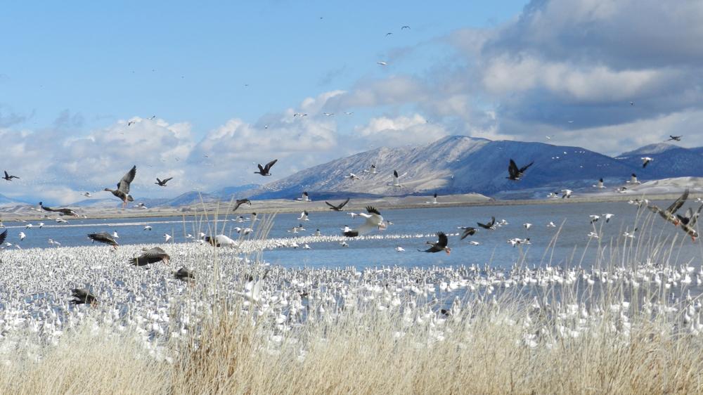 Botulism outbreak threatens wild birds in Klamath Basin
