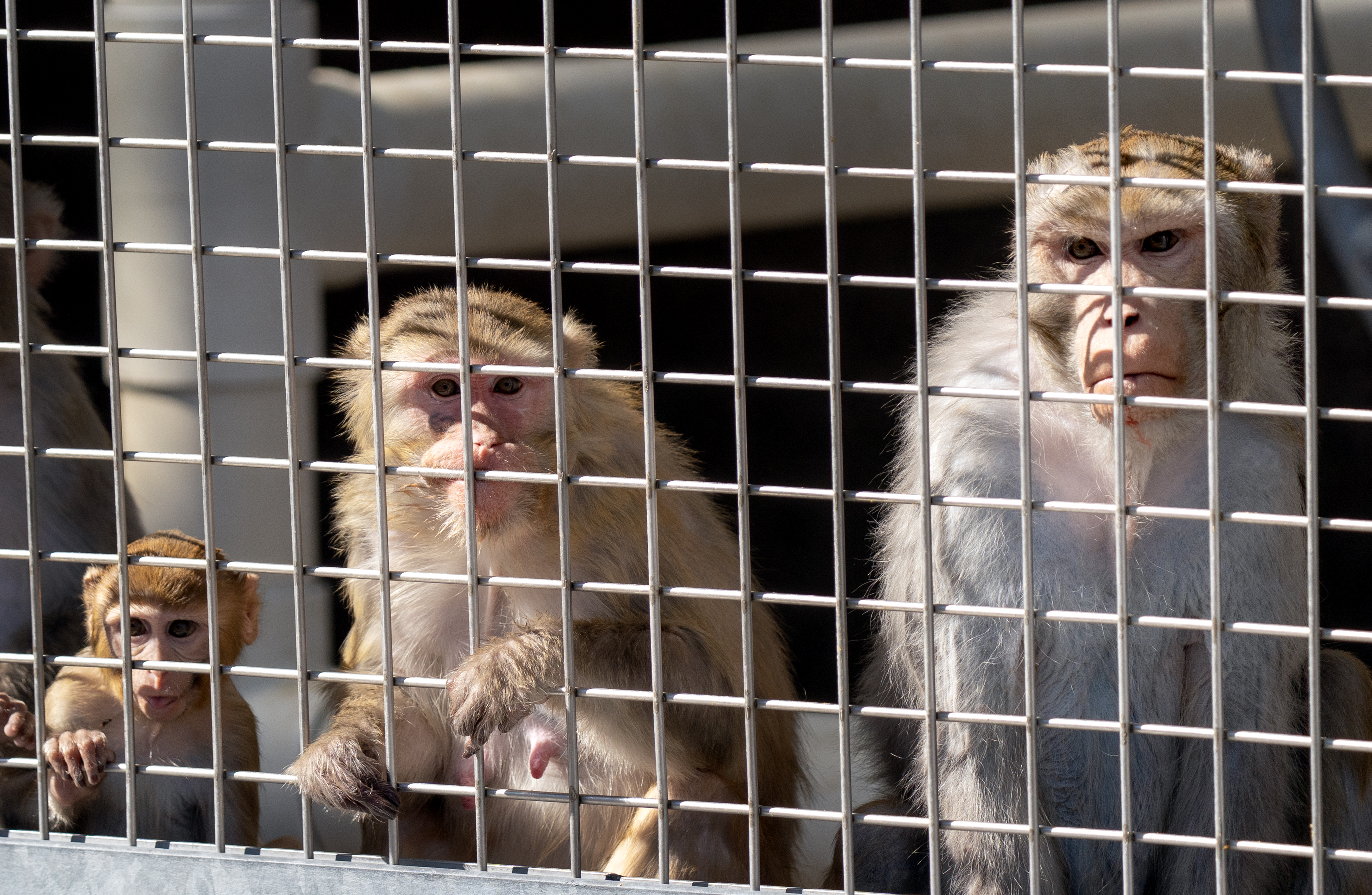 OHSU enters talks that could convert primate research center into ...