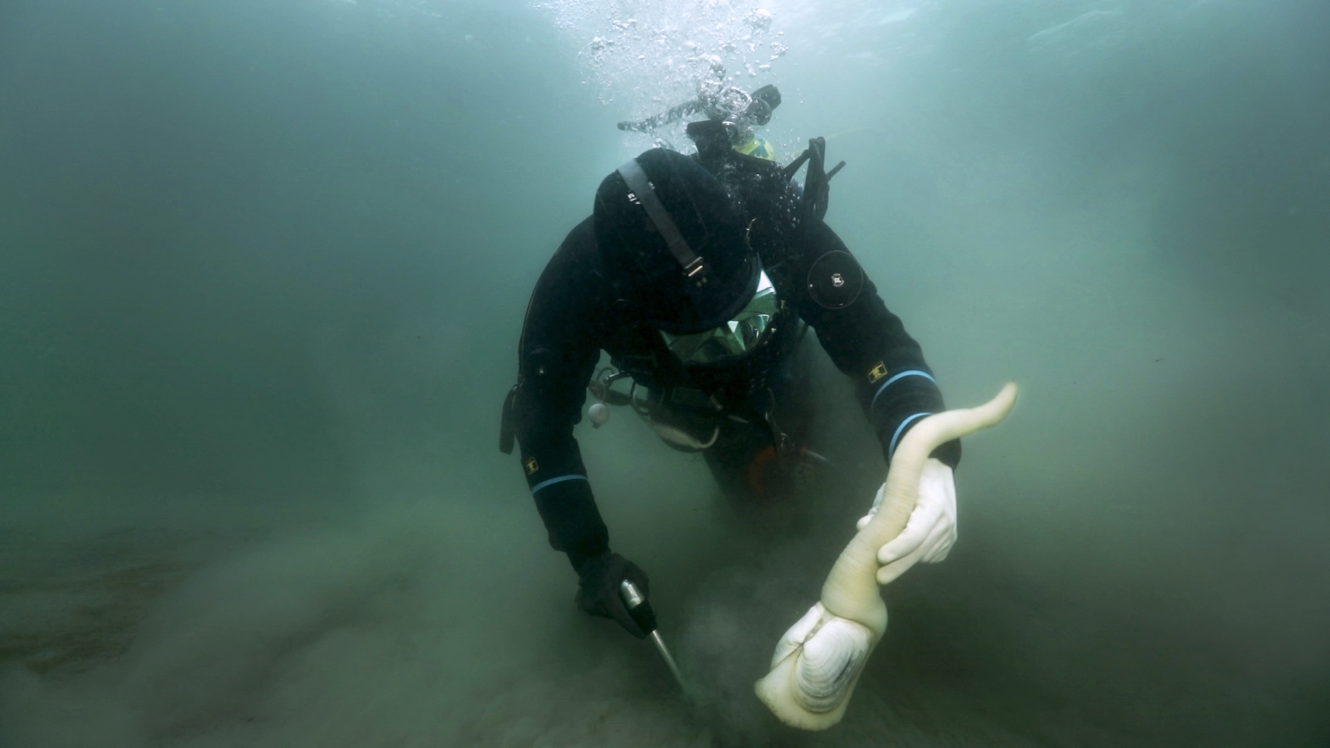 Ocean Landis uses a high-pressure water jet to help dig geoduck from the sandy seafloor of Puget Sound. Screen capture from video, January 2026
