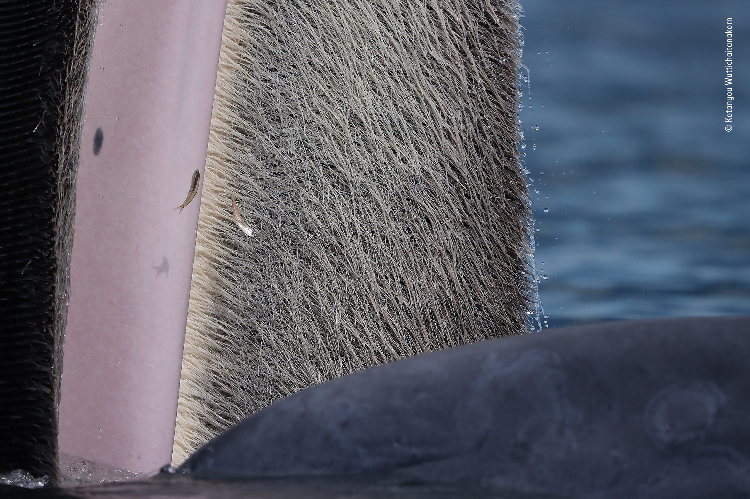 See the buzzworthy winners of the Wildlife Photographer of the Year ...