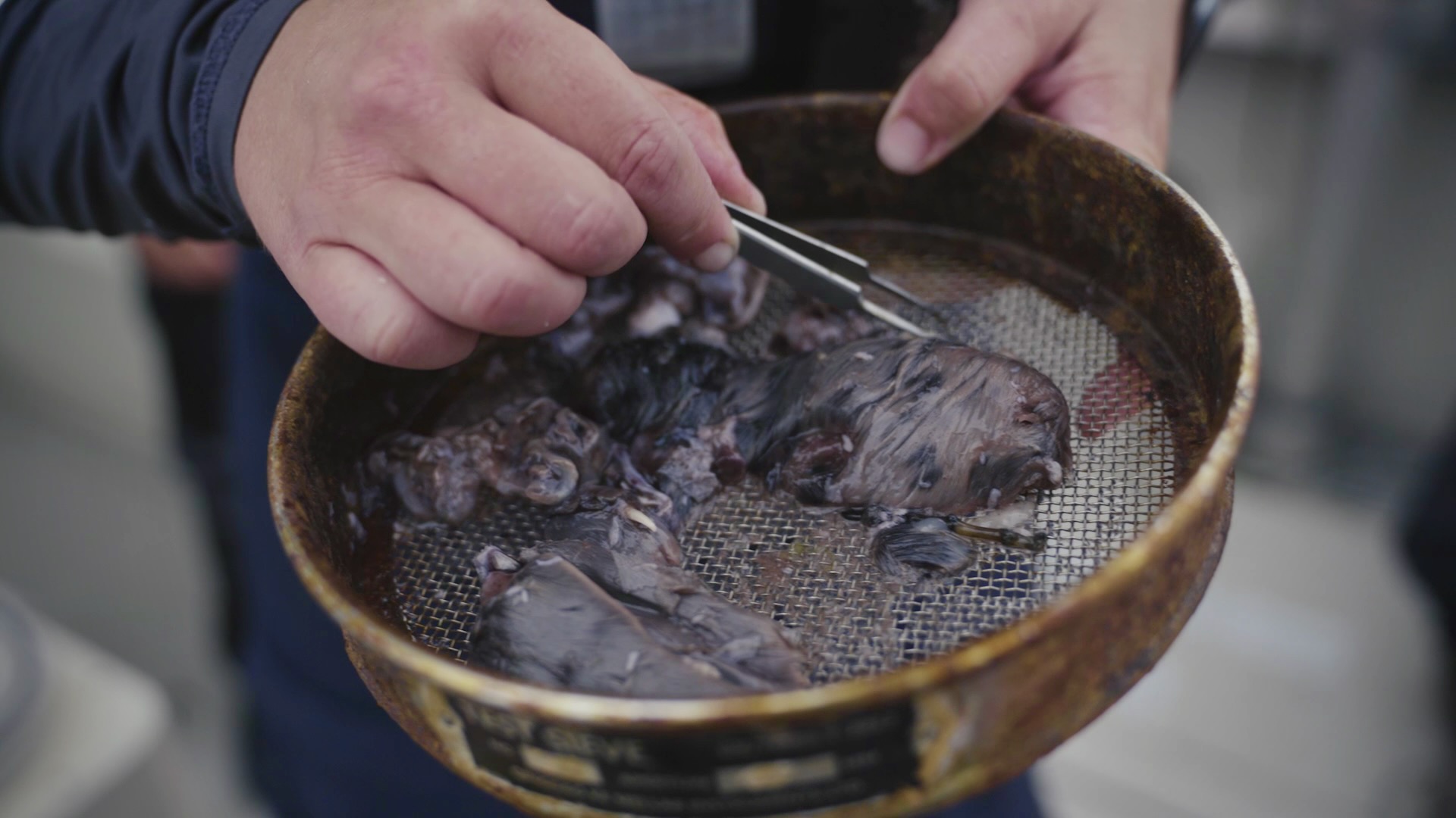 Jess Schulte picks through the stomach contents of sevengill shark after using a technique called “nonlethal lavage” to purge the stomach contents of sevengill sharks on July 24, 2025. Willapa Bay is full of salmon and sturgeon, yet nearly two-thirds of what they’ve found in the stomachs of sevengills here has been harbor seal.