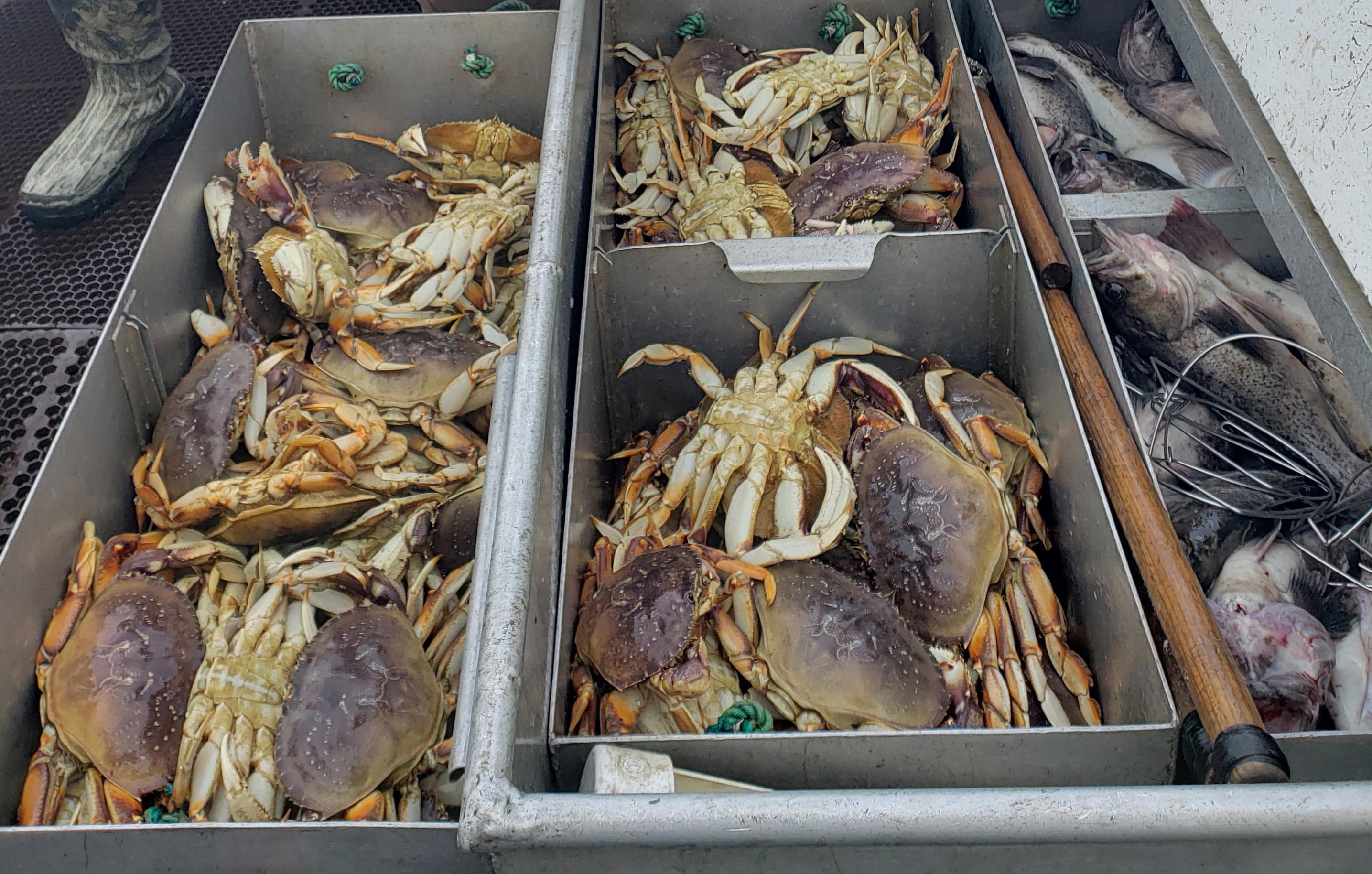 Oregon commercial Dungeness crabbing season to open Jan. 15 after weekslong  delay - OPB