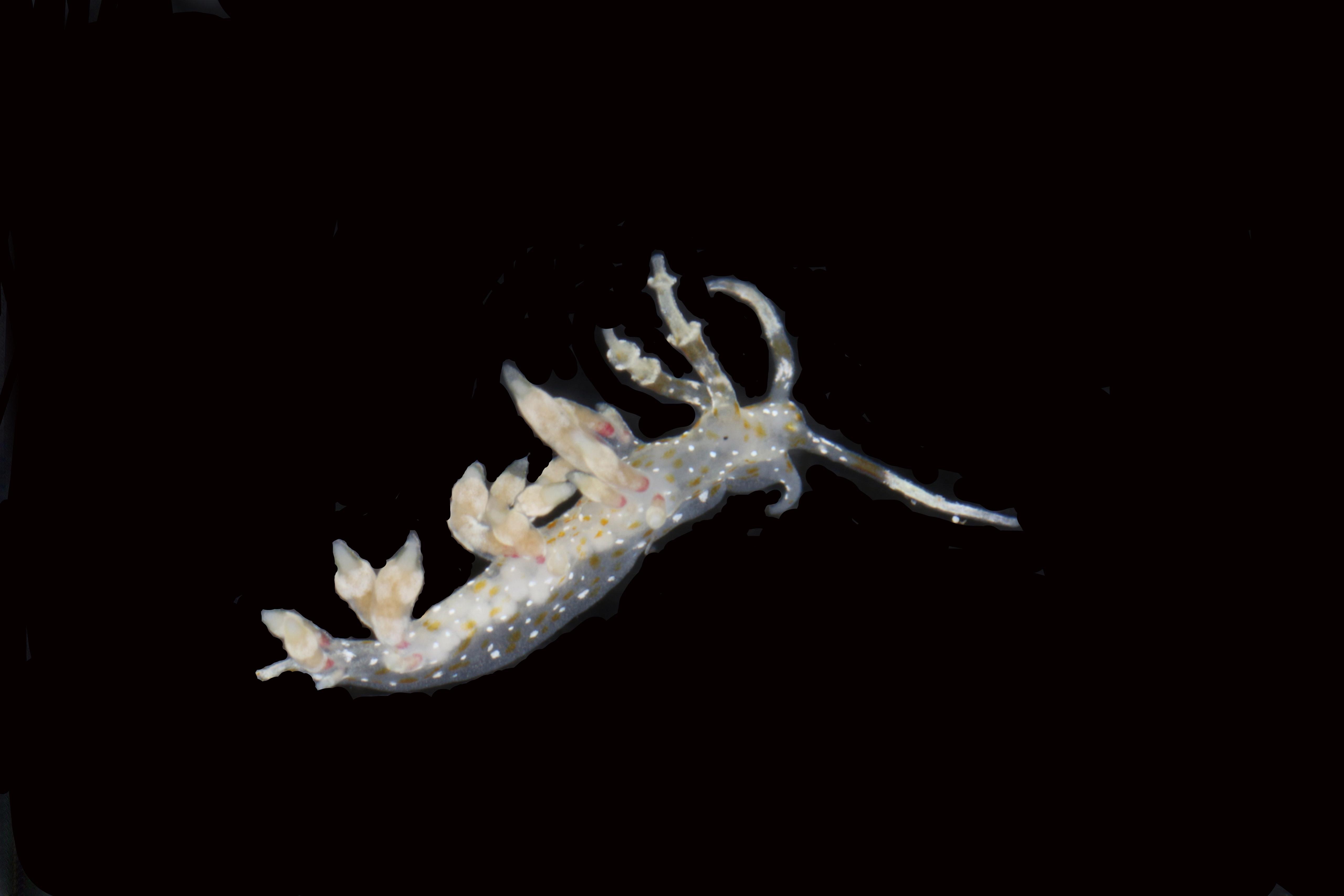 Scientists say they have discovered 20 new species deep in the