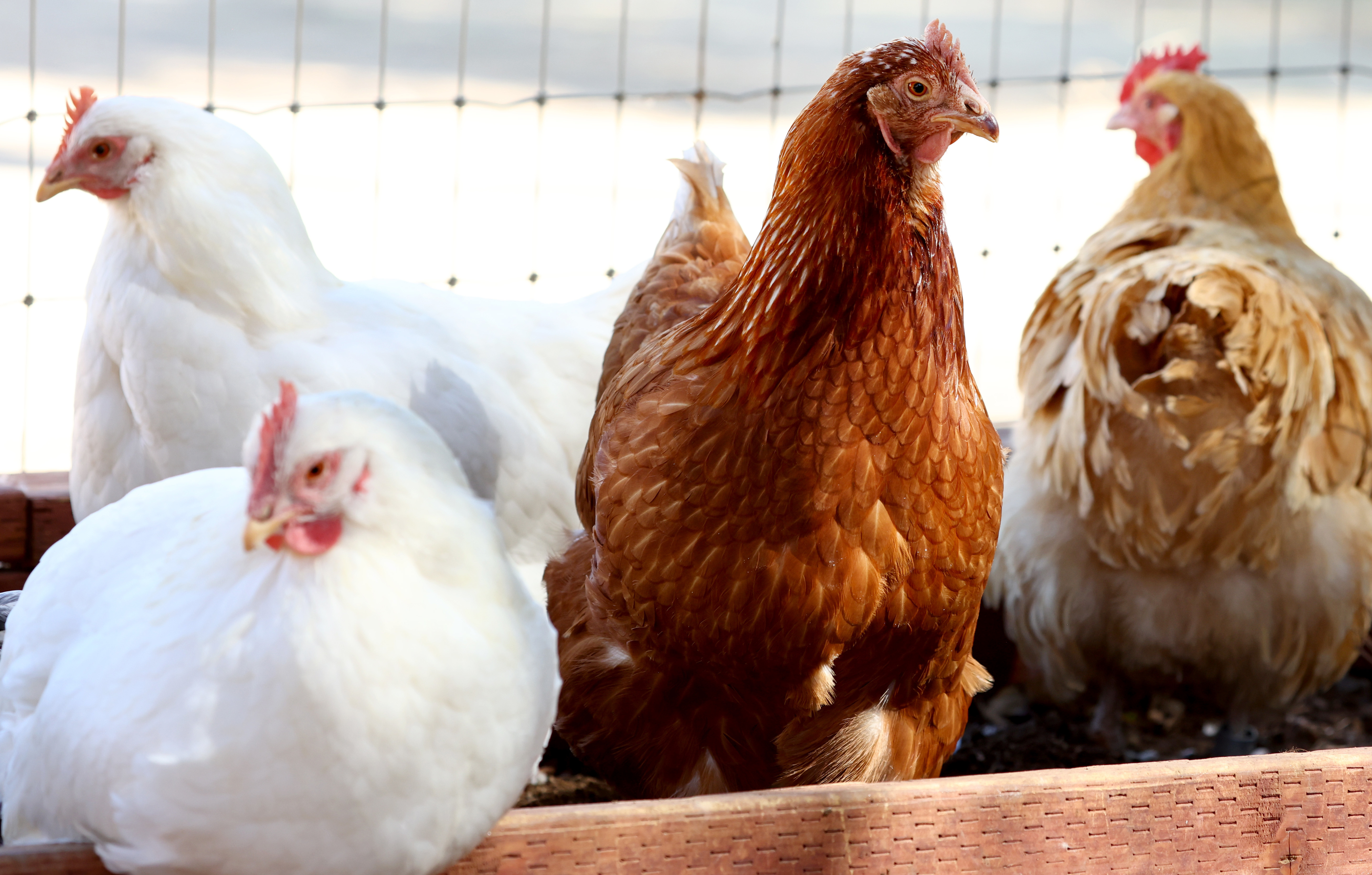 Investigation reveals 'free range' chickens come in flocks of 36,000 birds