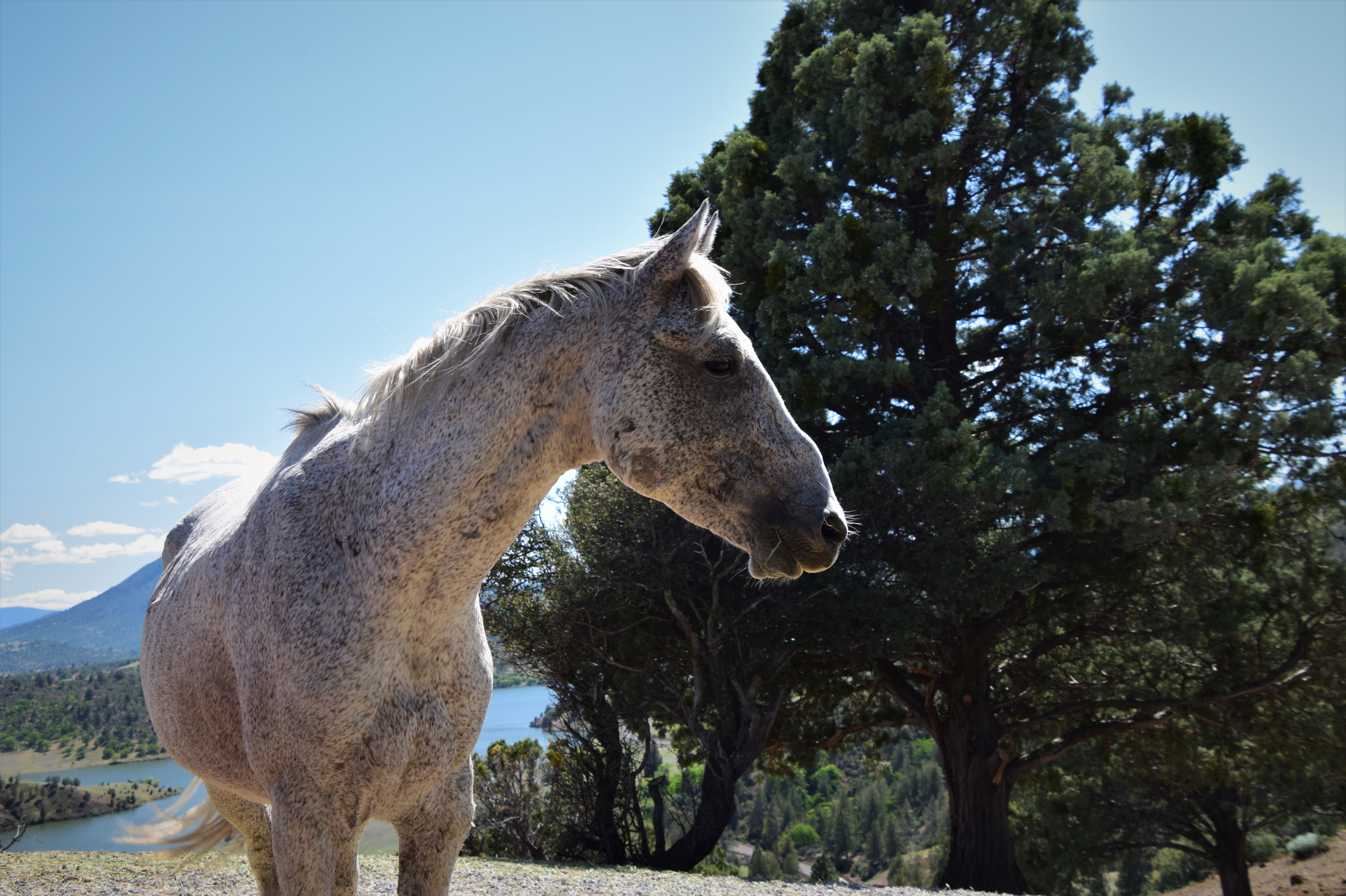 Preventing wildfire with the Wild Horse Fire Brigade OPB