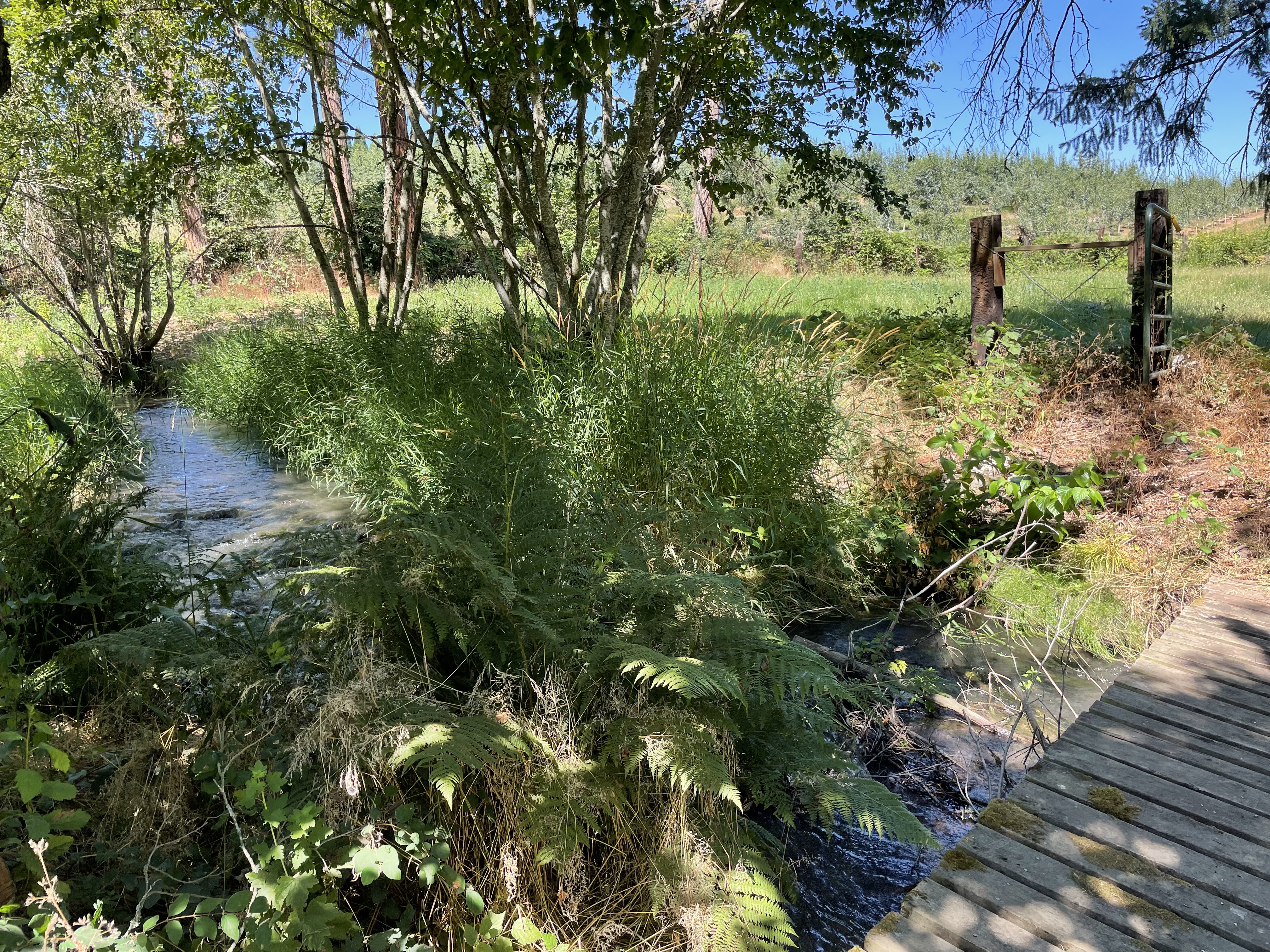 Which pesticides are polluting Oregon streams? New site shares state  findings - OPB
