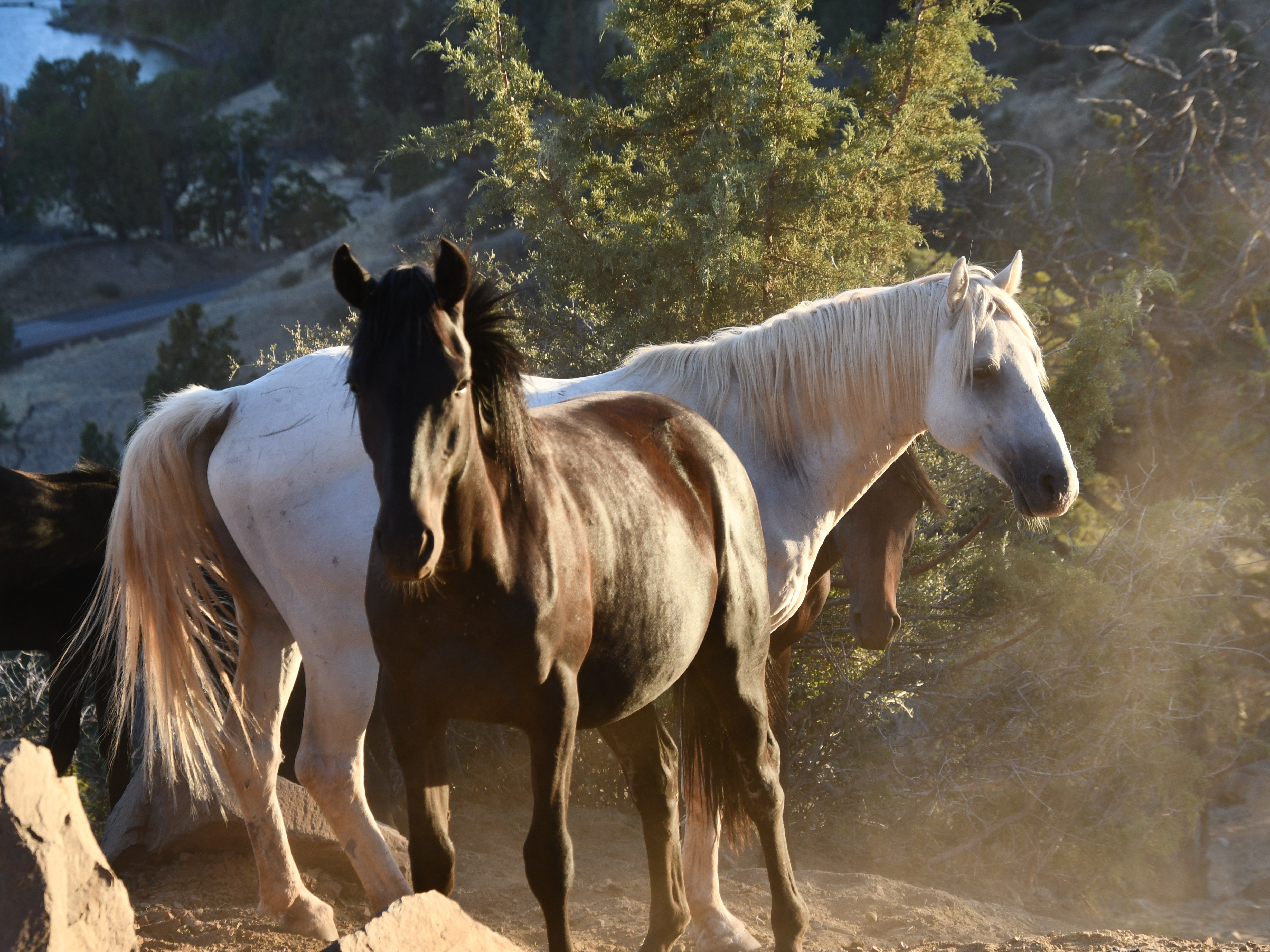 Preventing wildfire with the Wild Horse Fire Brigade - OPB