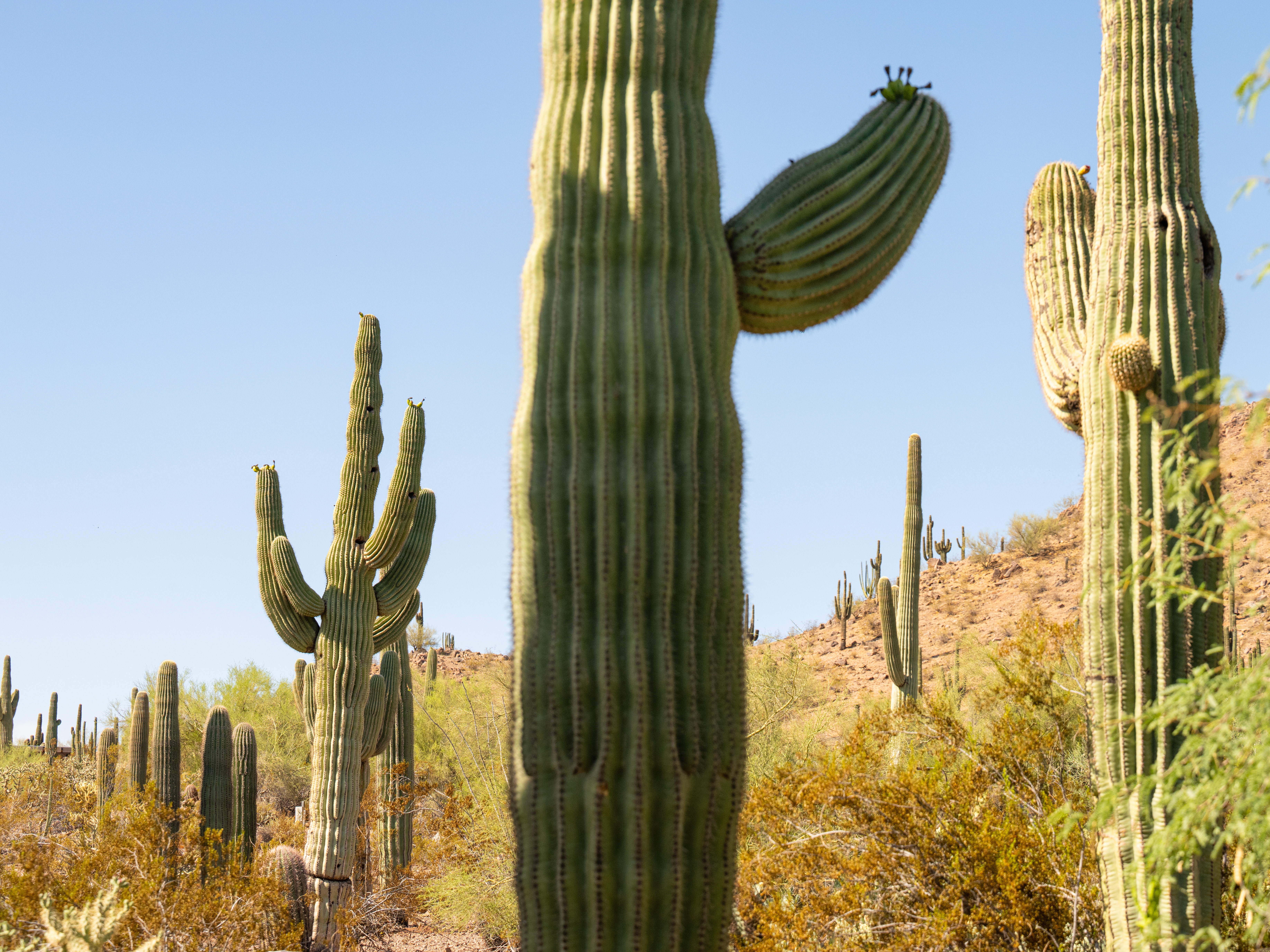 Giant old saguaros can be resilient. It's baby saguaros