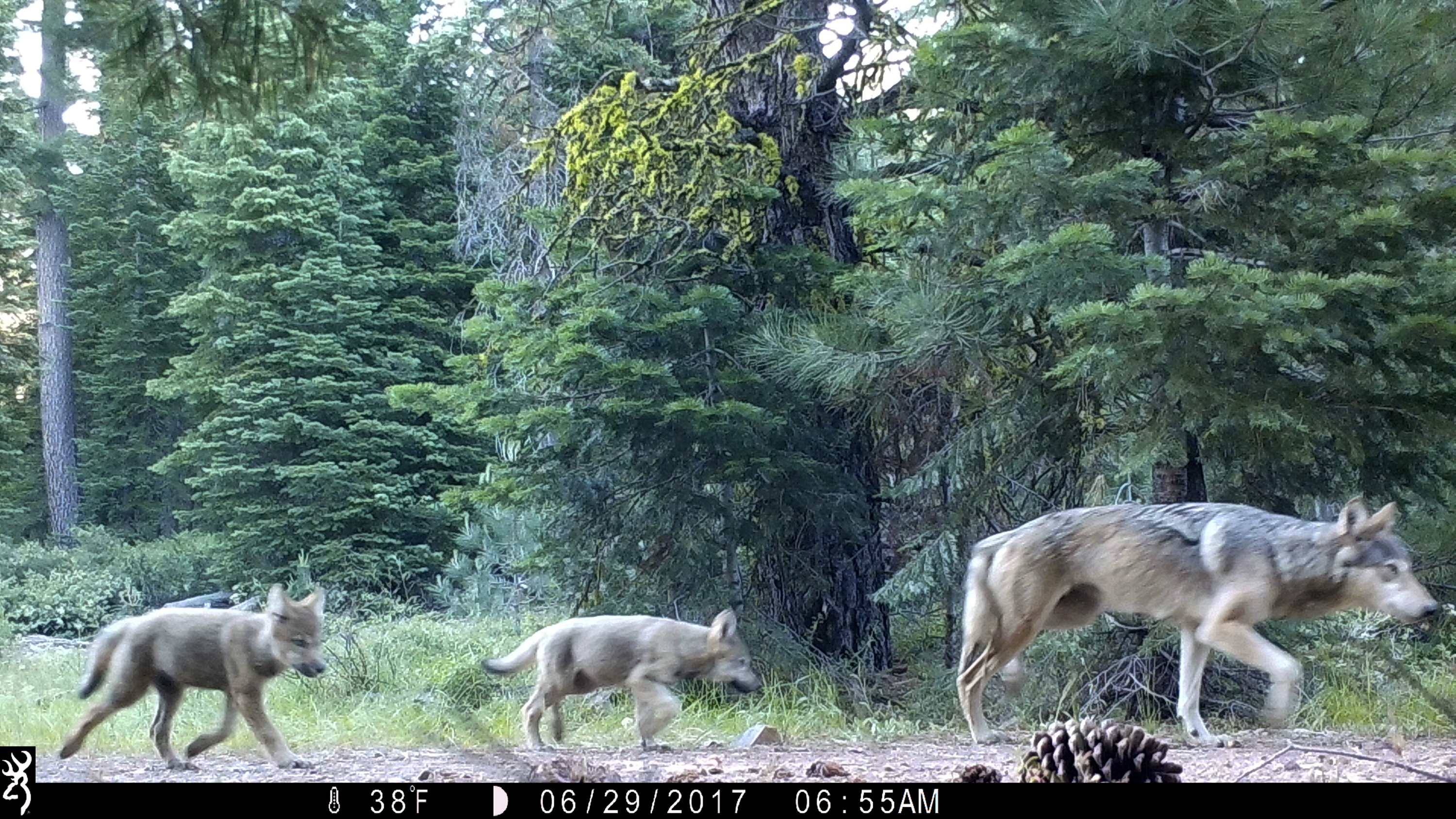 FILE - This June 29, 2017, file remote camera image provided by the U.S. Forest Service shows a female gray wolf and two of the three pups born in 2017 in the wilds of Lassen National Forest in Northern California. The Trump administration plans to lift endangered species protections for gray wolves across most of the nation by the end of 2020, the director of the U.S. Fish and Wildlife Service said Monday, Aug. 31, 2020.