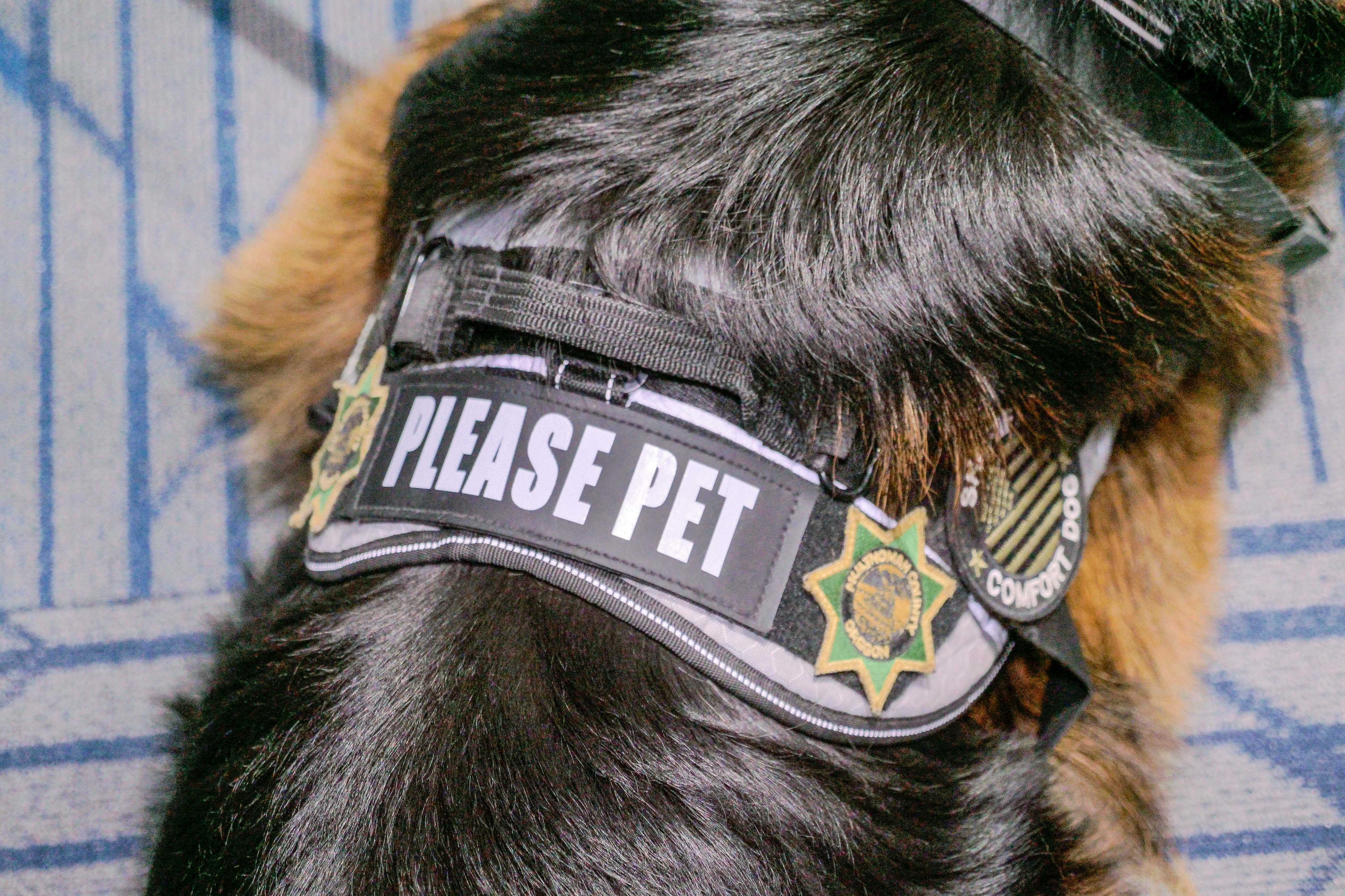 Burton the comfort dog reports for snuggle patrol at the Multnomah