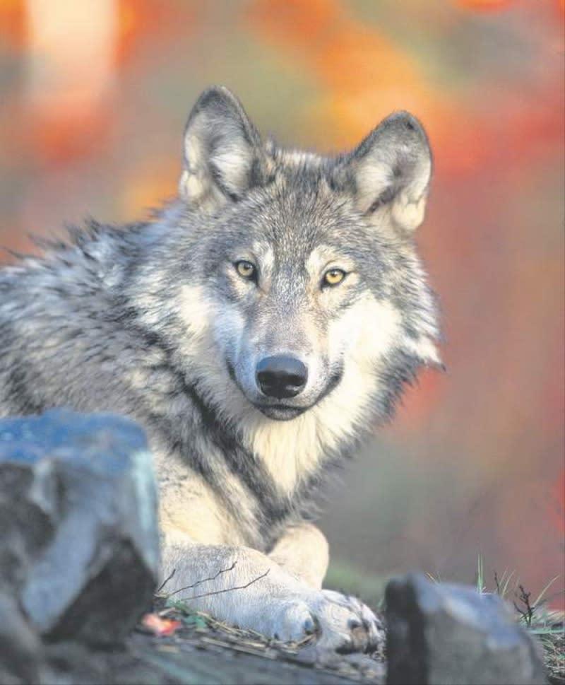 Gray Wolves Could Lose Protections As 'Endangered' Status Reconsidered - OPB