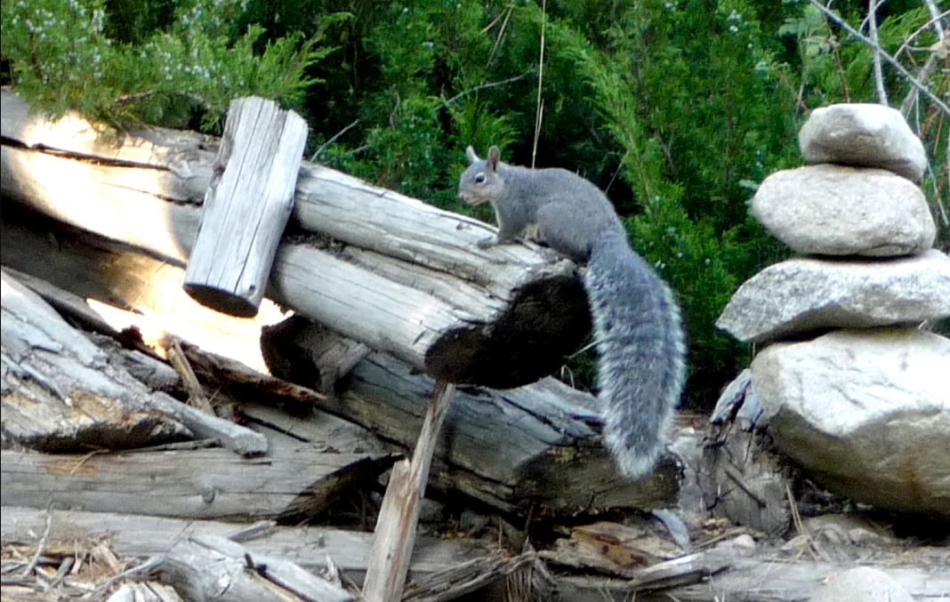 Pictures of Squirrels, Squirrel Photos