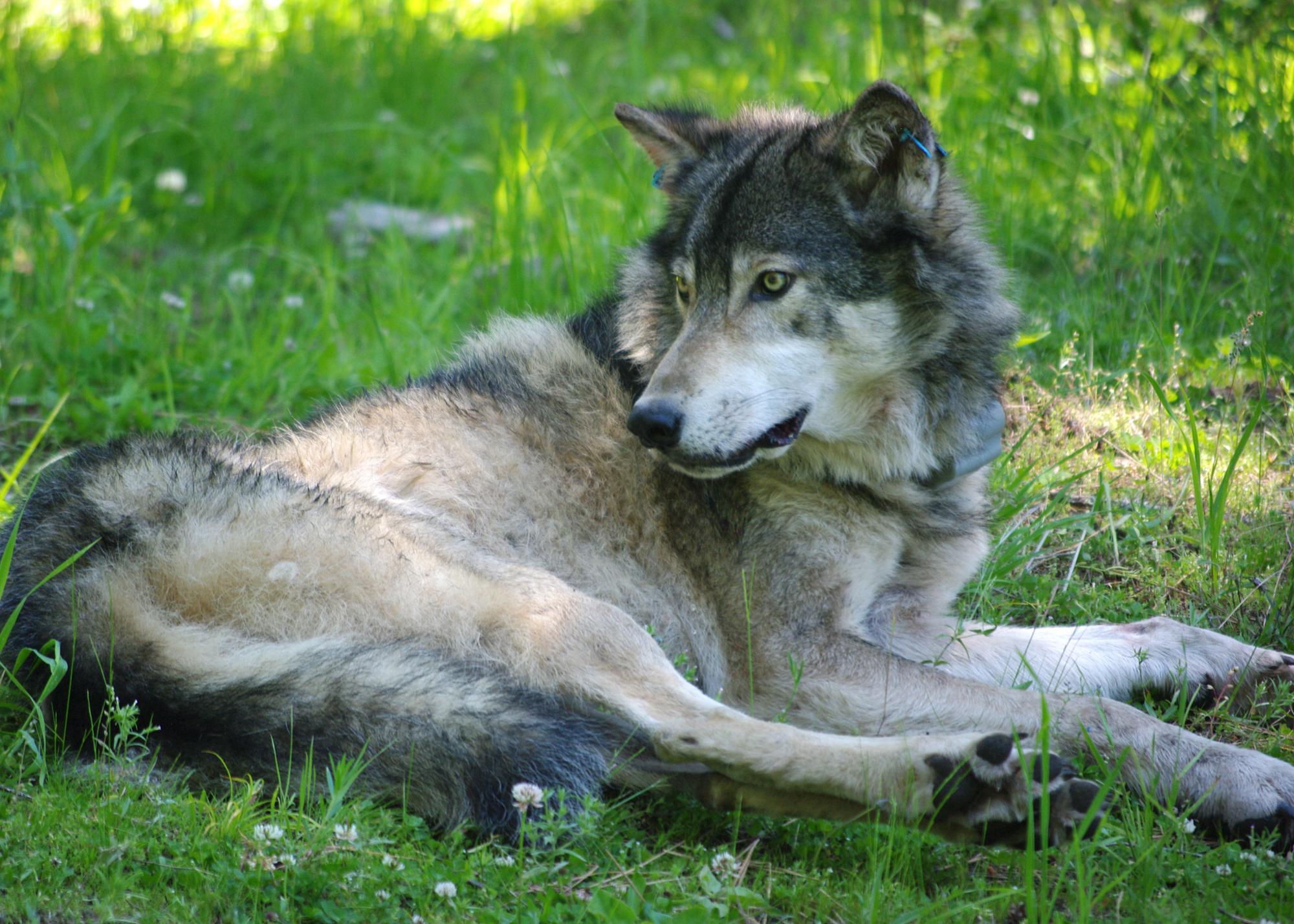 Gray Wolf Physiology – Wolves in The State of Oregon