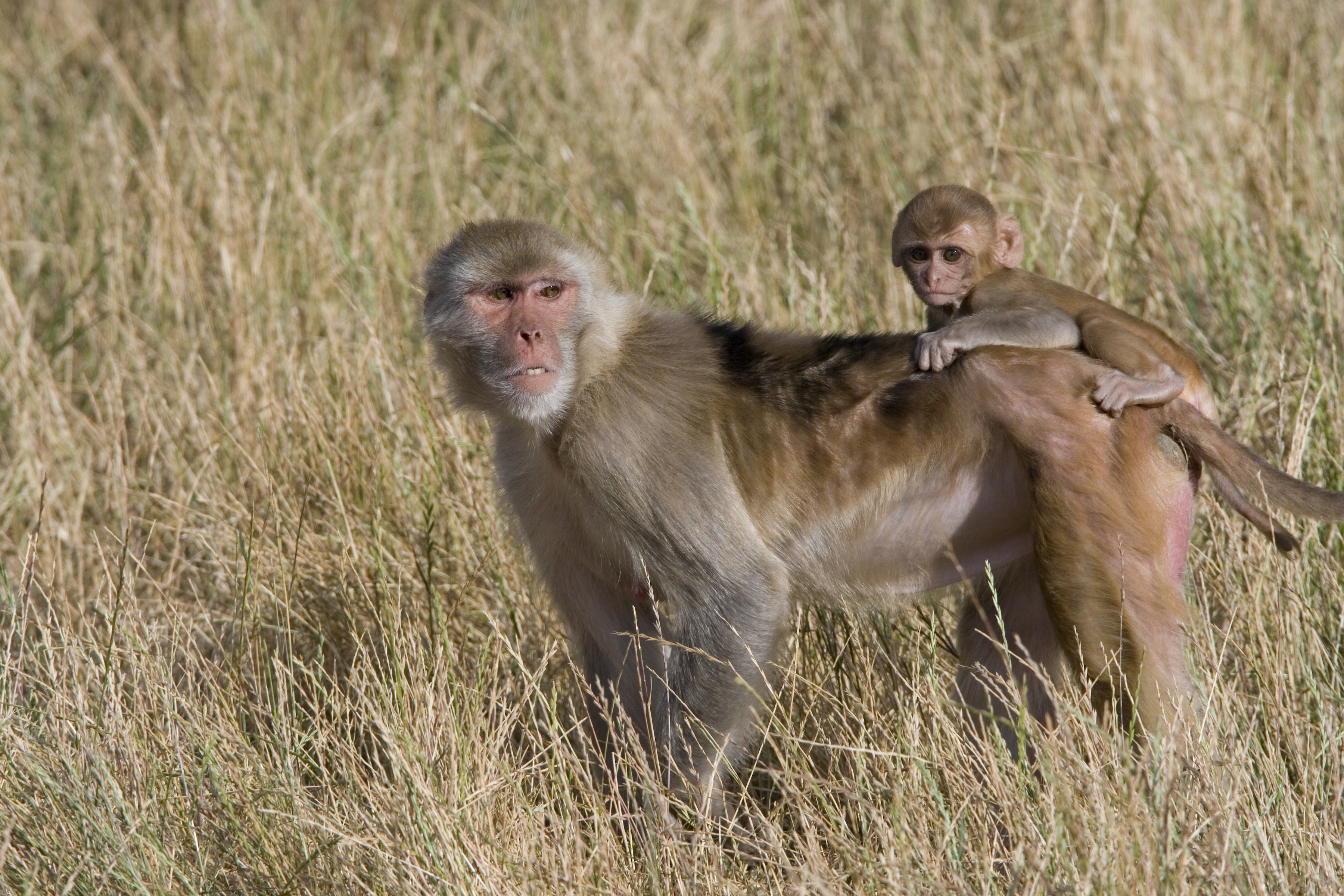Rhesus macaques at the Oregon National Primate Research Center, photographed in the outdoor corrals in 2008.