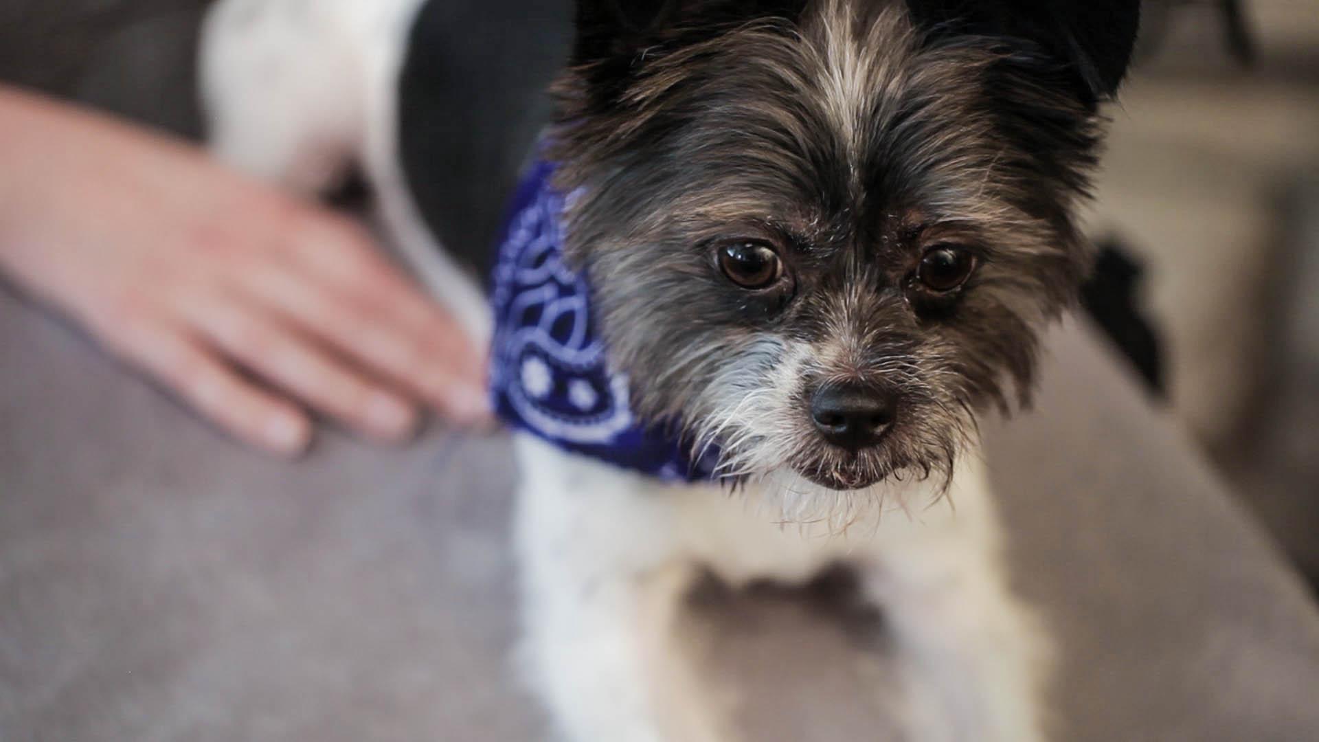 Summer Whisman's dog, Gino.