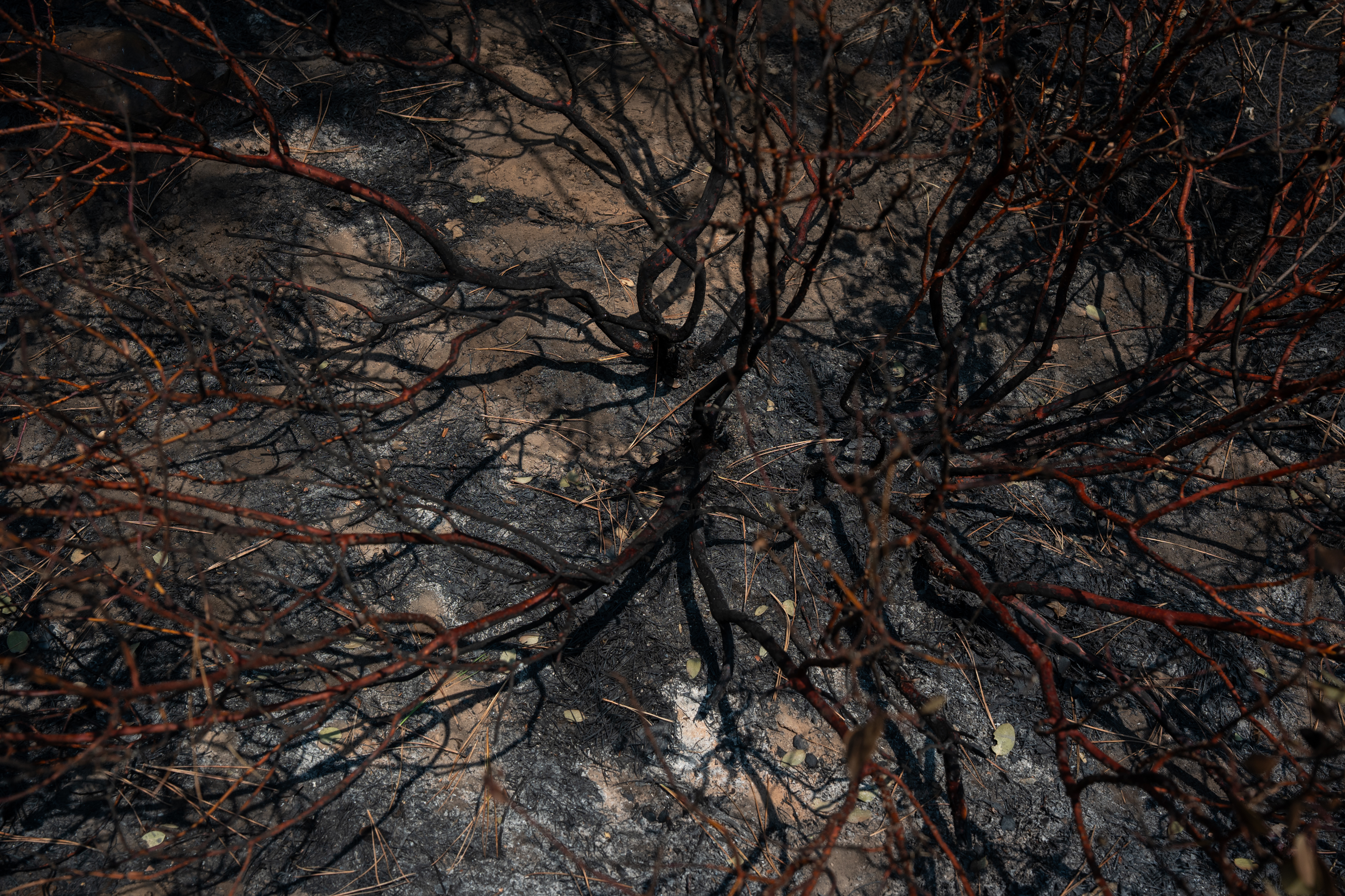 Ashes and a burnt manzanita bush in an area burned by the Grasshopper Fire near the unincorporated community of Sportsman Park, Ore., Aug 3, 2026.