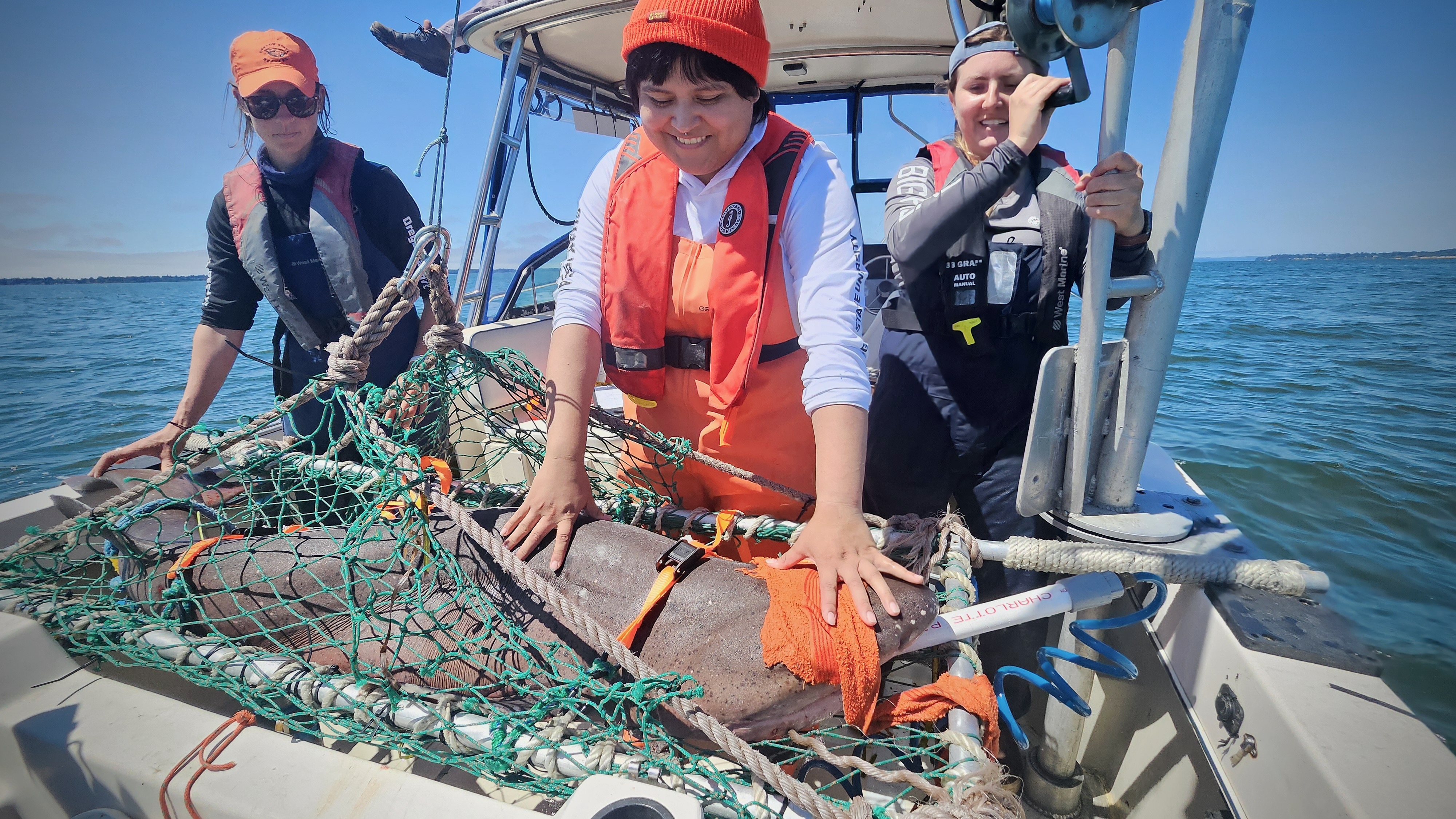 Why do sharks love Willapa Bay? Northwest scientists have some ideas