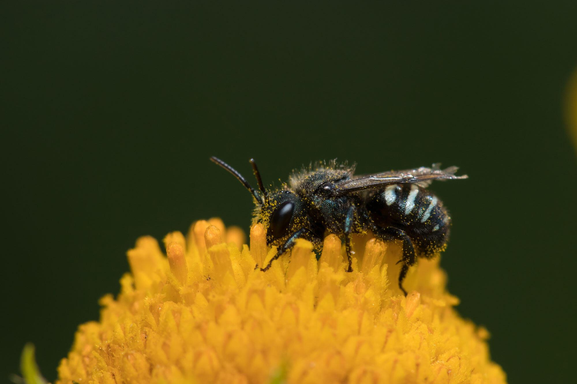 Fewer Oregon bees are dying from pesticides, report shows - OPB