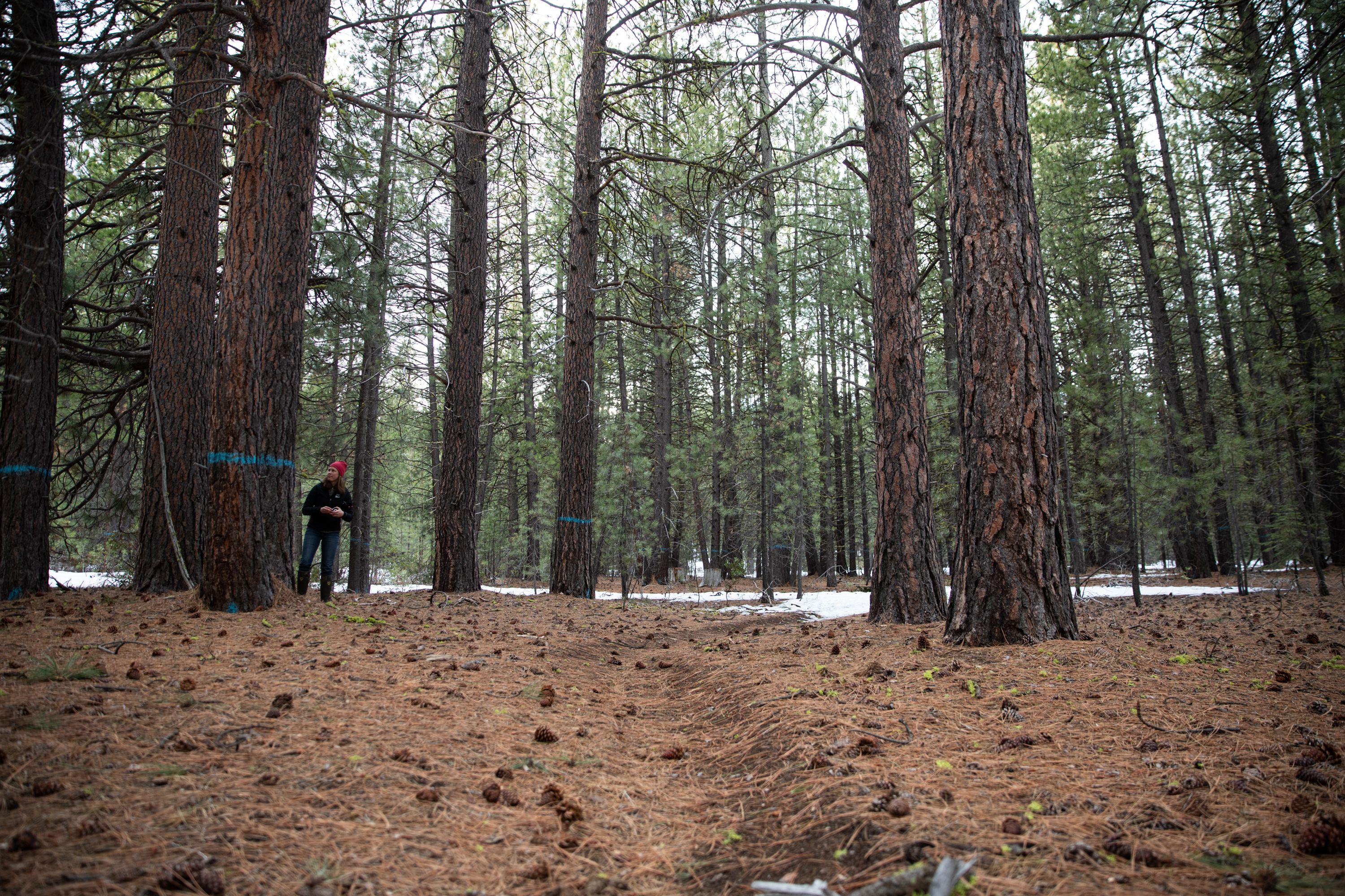 Forest Service Criticized for Cutting Old-Growth Trees in Eastern Arizona