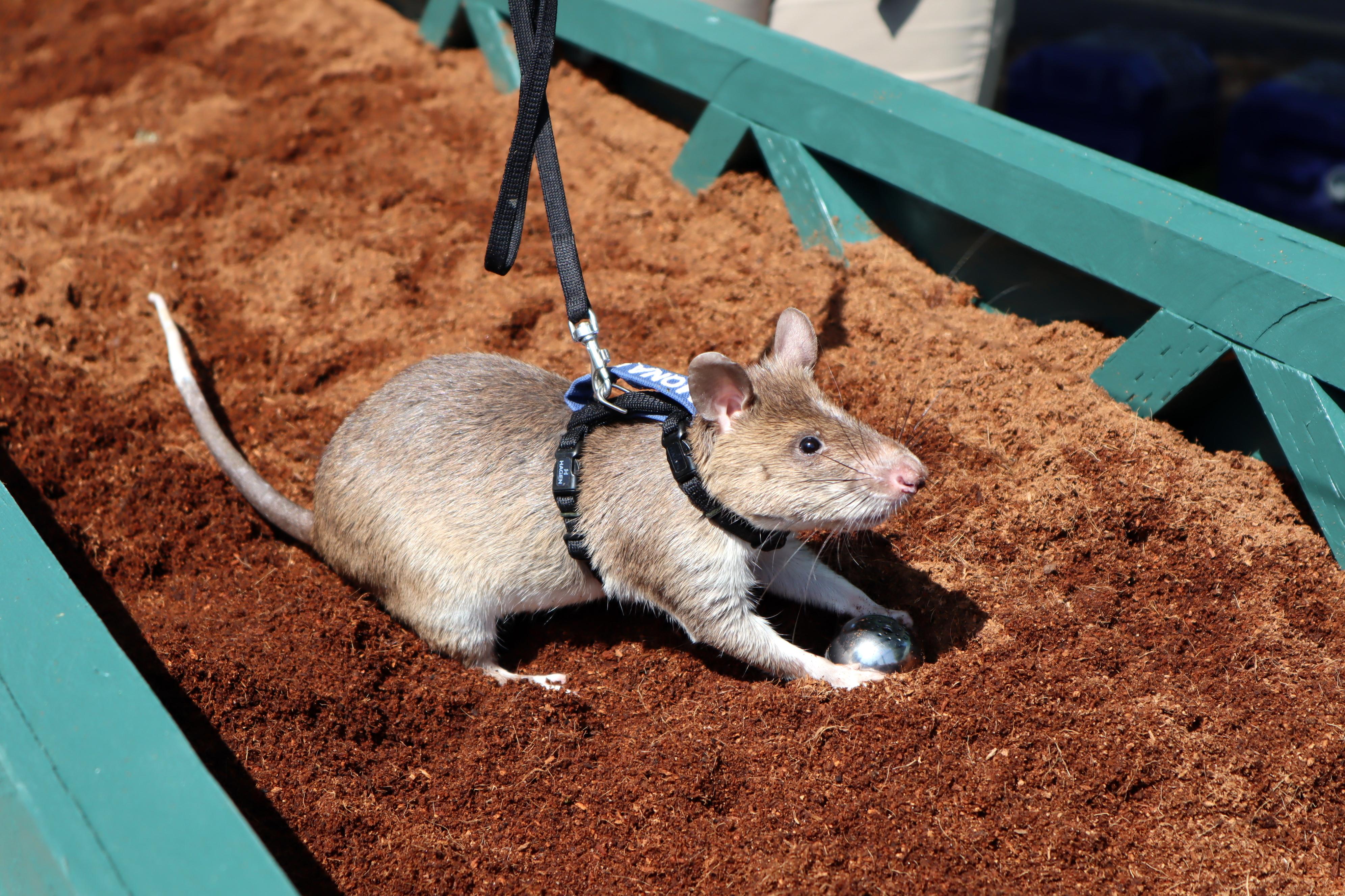 Hero Rats' Arrive At Tacoma Zoo. Their Relatives Are Still Saving Lives. -  OPB
