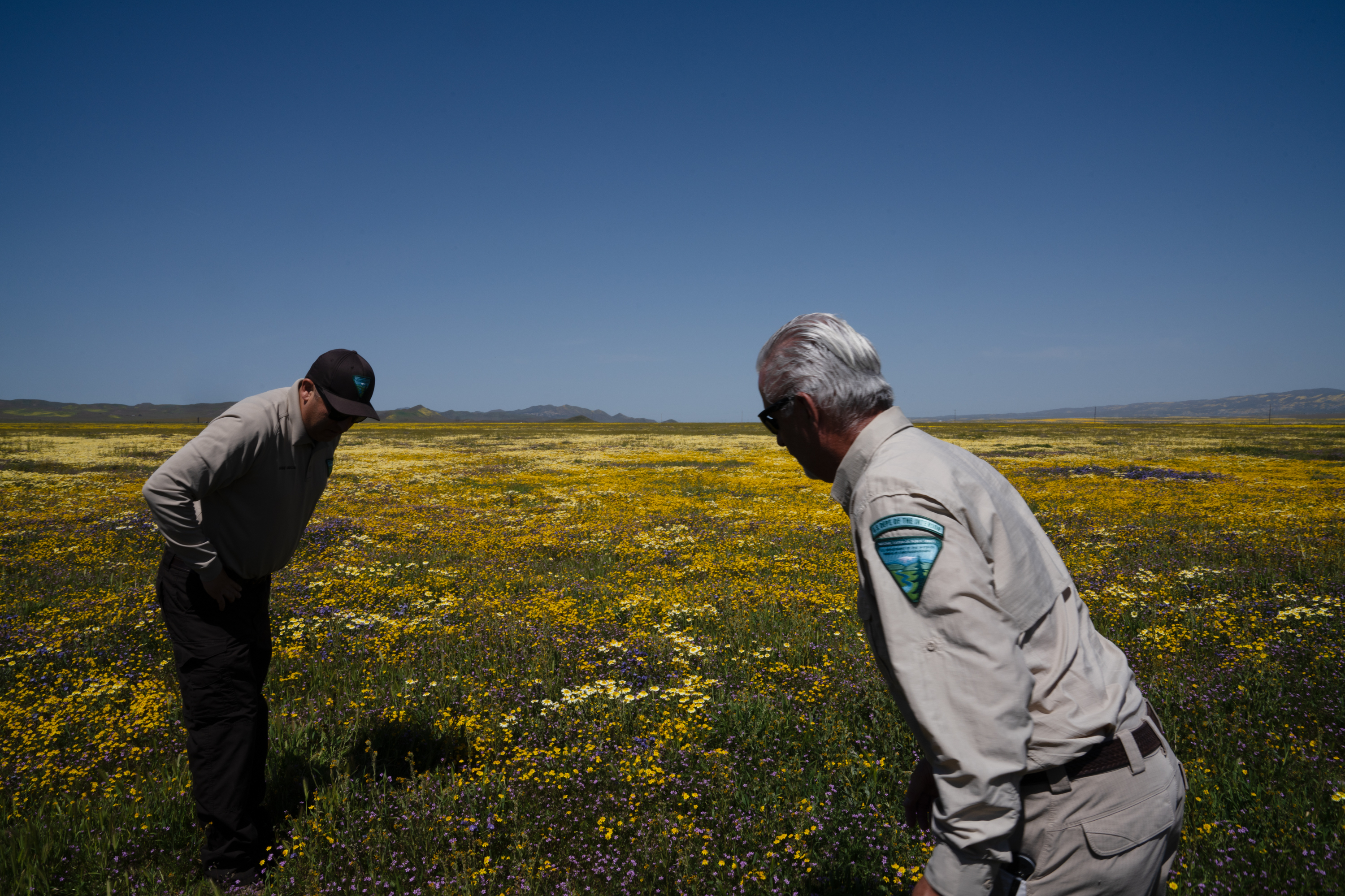 PHOTOS: See the wildflower 'superbloom' happening across California : The  Picture Show : NPR