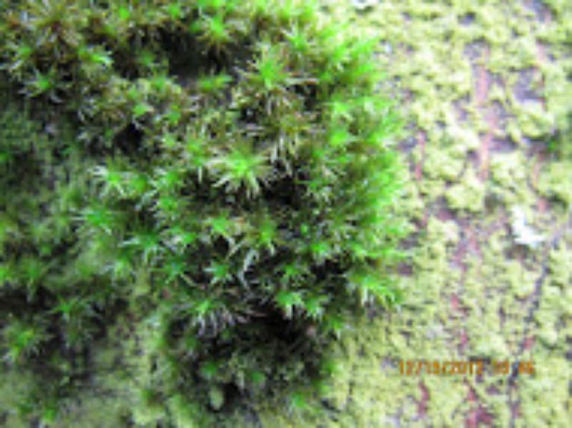 Is green moss on trees harmful?