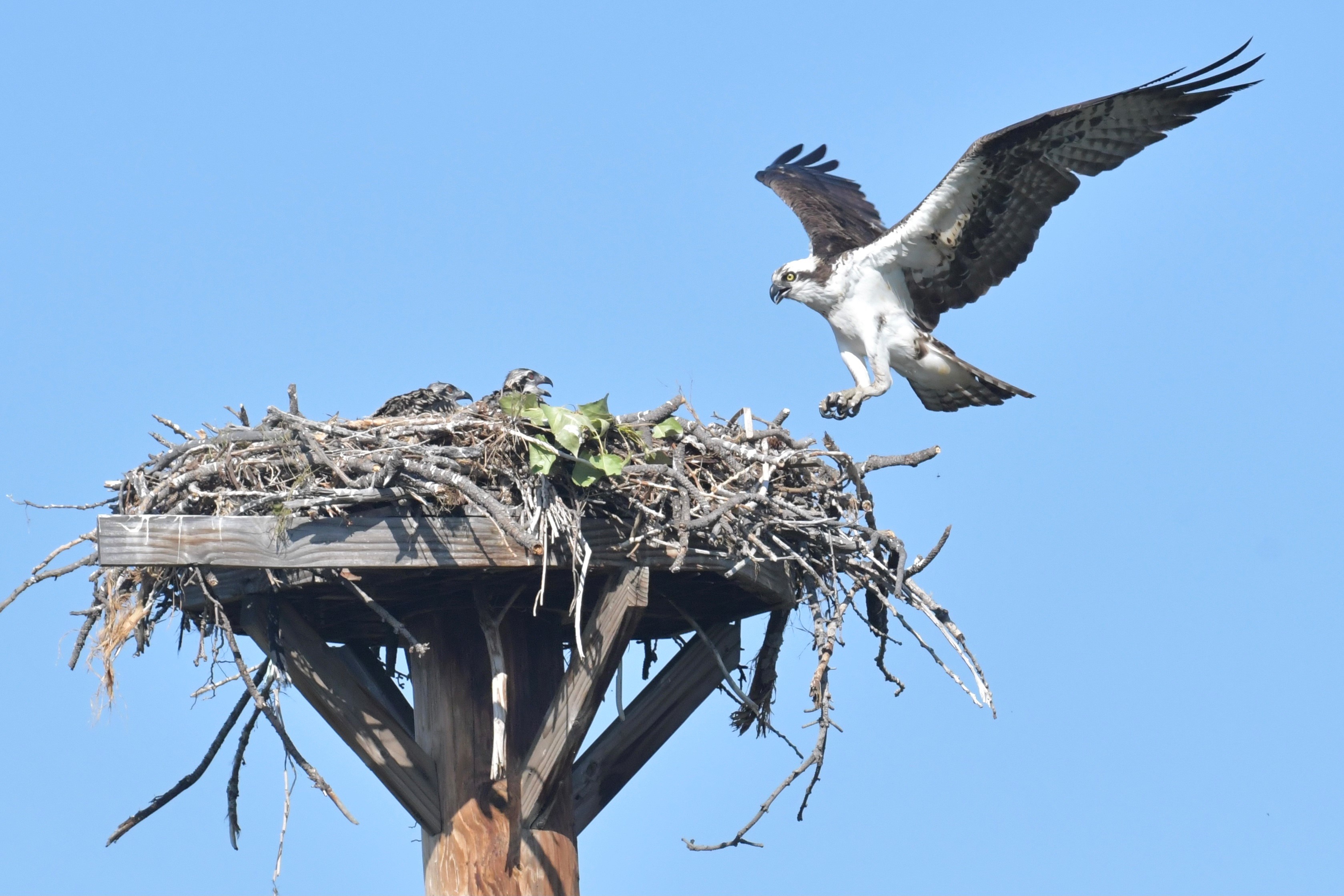 Osprey  Audubon Center for Birds of Prey