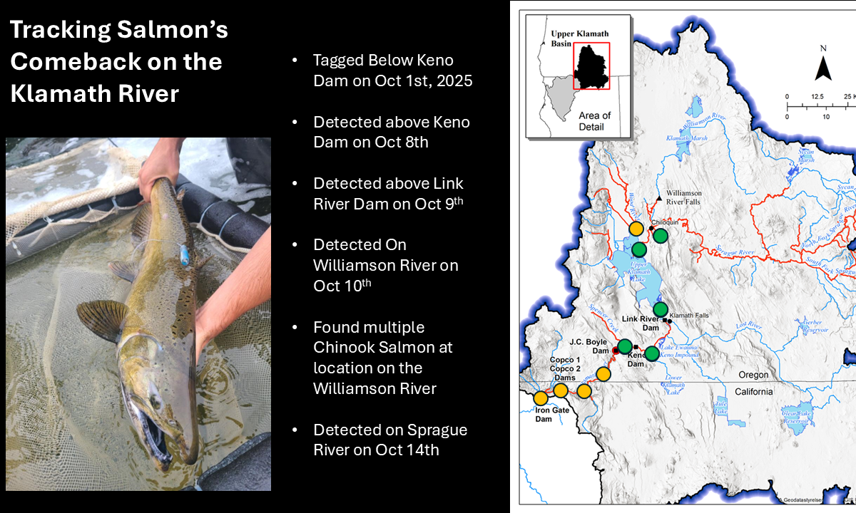 A guide to salmon returning to the Upper Klamath Basin created by the Oregon Department of Fish and Wildlife in October 2025.