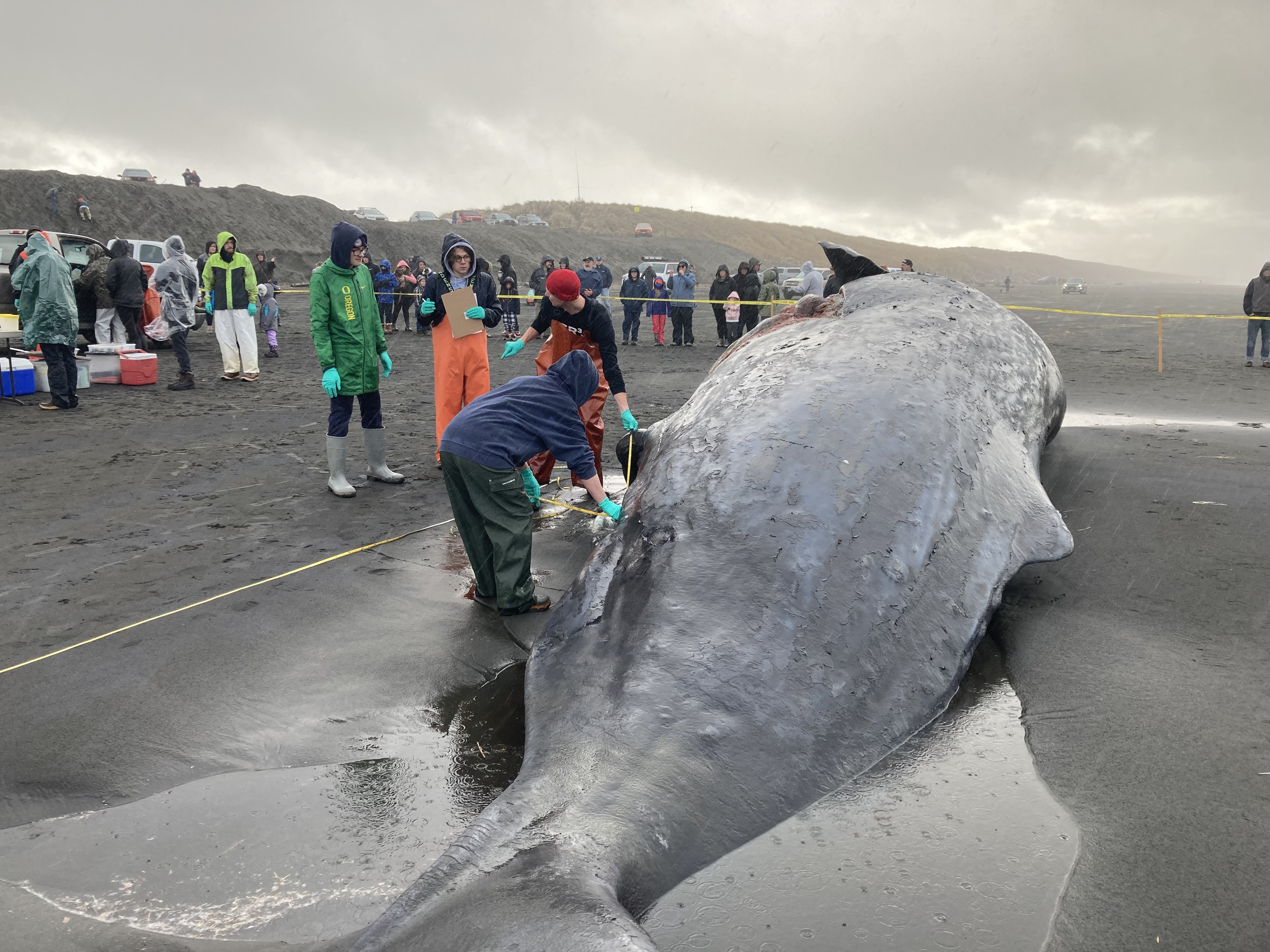 A team of people performs a necropsy on the carcass of a sperm whale on the northern Oregon Coast on a cloudy day.