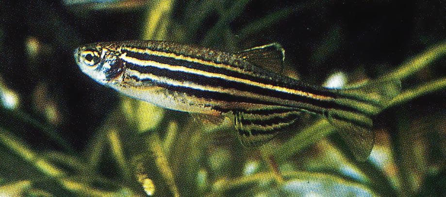 Zebrafish care clearance