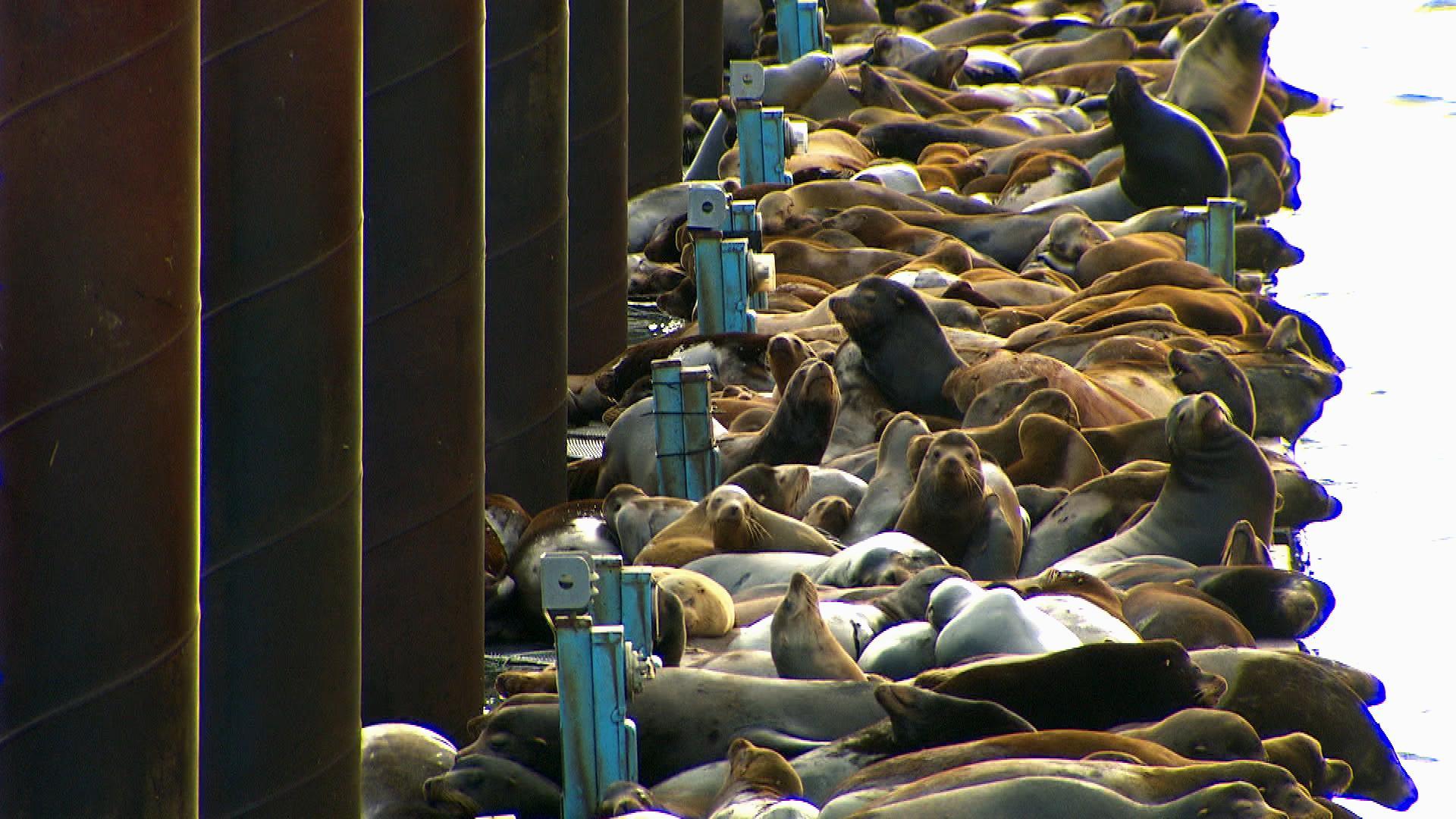 San Francisco's sea lions disappear; are they in Oregon? 