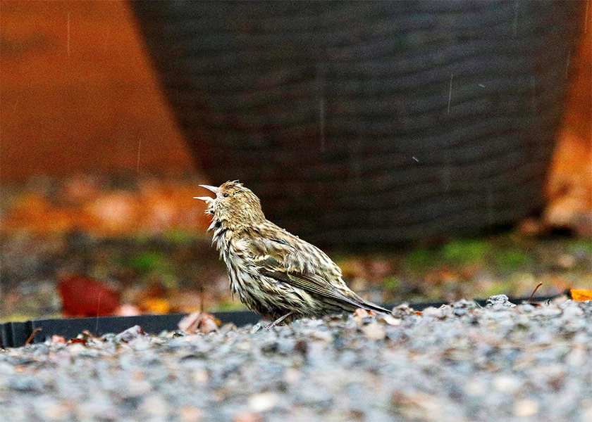 Take Down Your Feeders Salmonella Outbreak Spreads Among West Coast Birds Opb