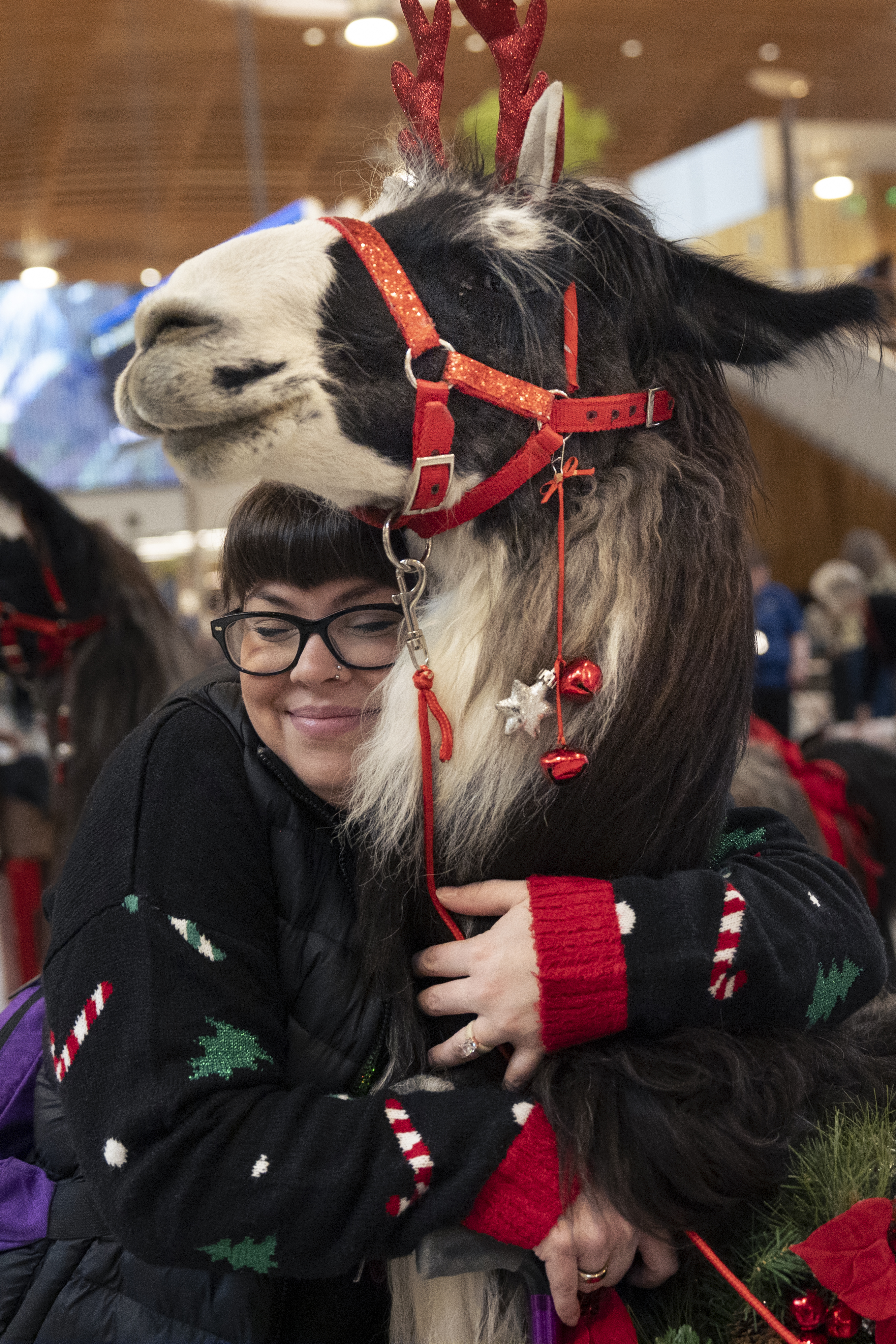 Holiday travel anxiety? Portland airport has therapy llamas and