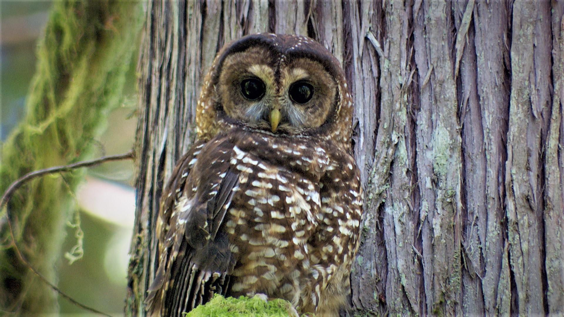 Last Call Tracking The Sound Of The Spotted Owl s Extinction OPB