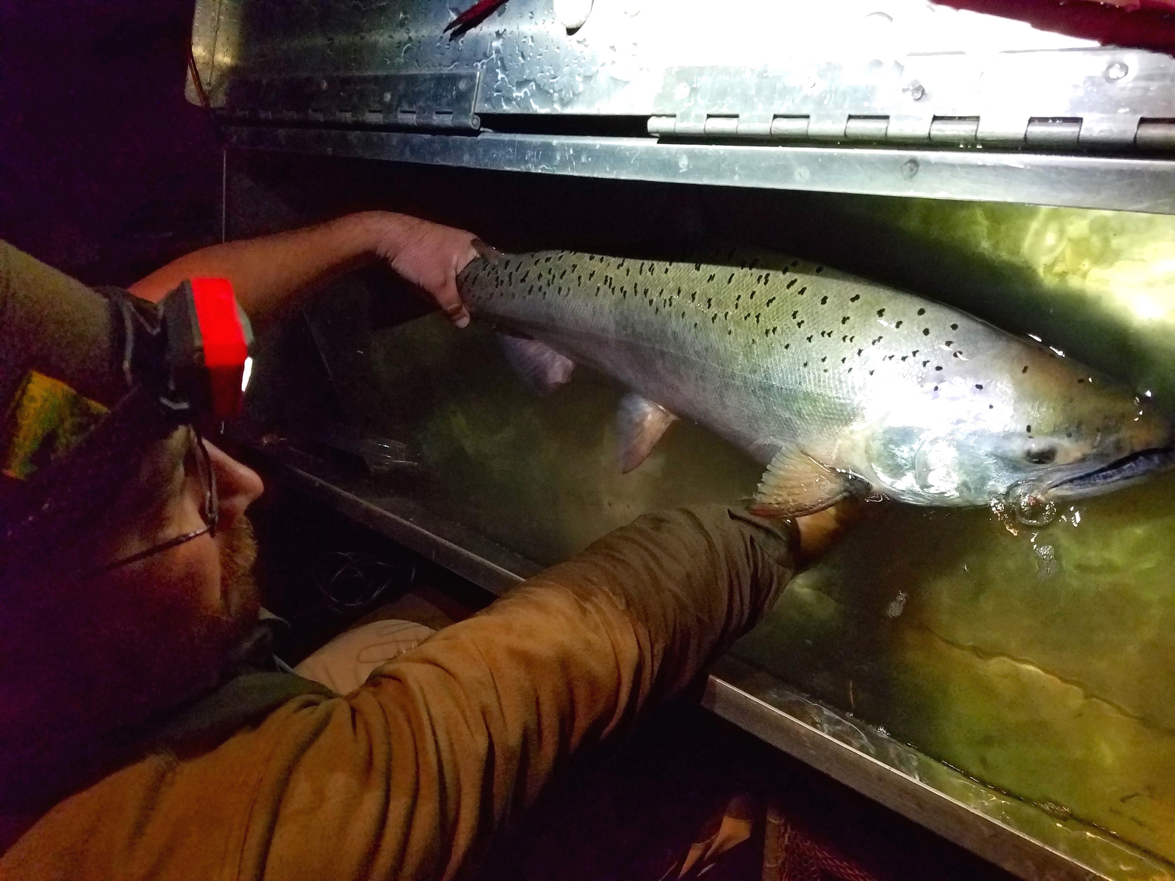 Scent Research Could Help More Salmon Find Their Way Home - OPB