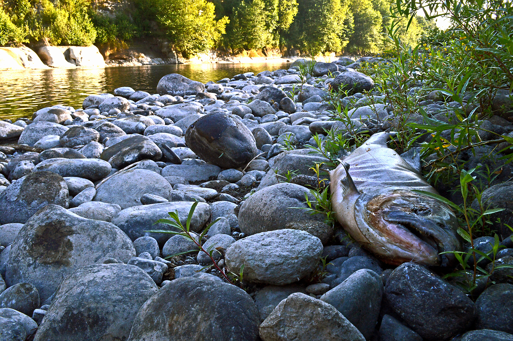 Oregon could ditch catch limits and make other fishing regulation changes  because of drought - OPB