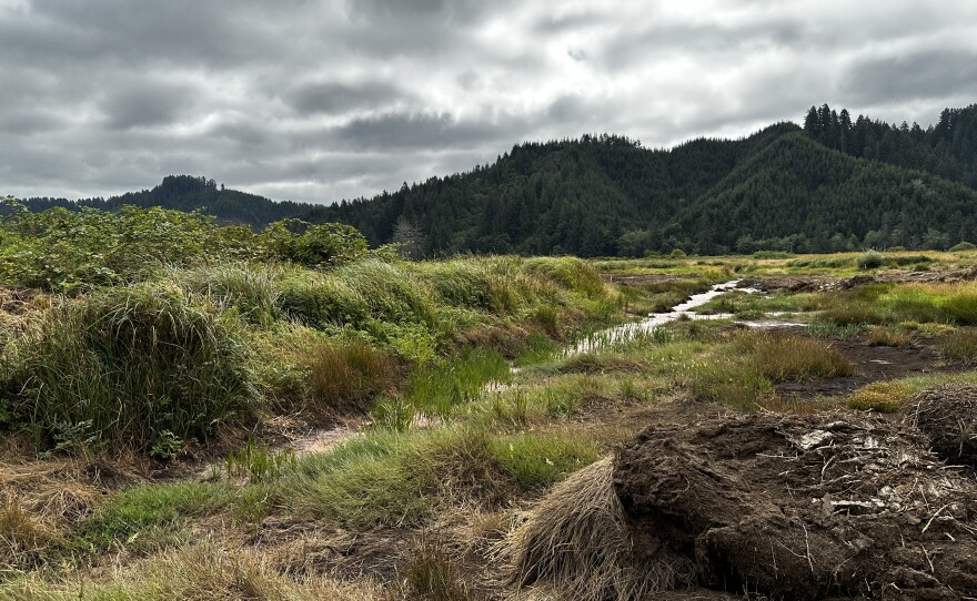 Part of the former Waite Ranch outside of Florence, which will be developed into a wetlands and channel area more hospitable to wildlife, including salmon.