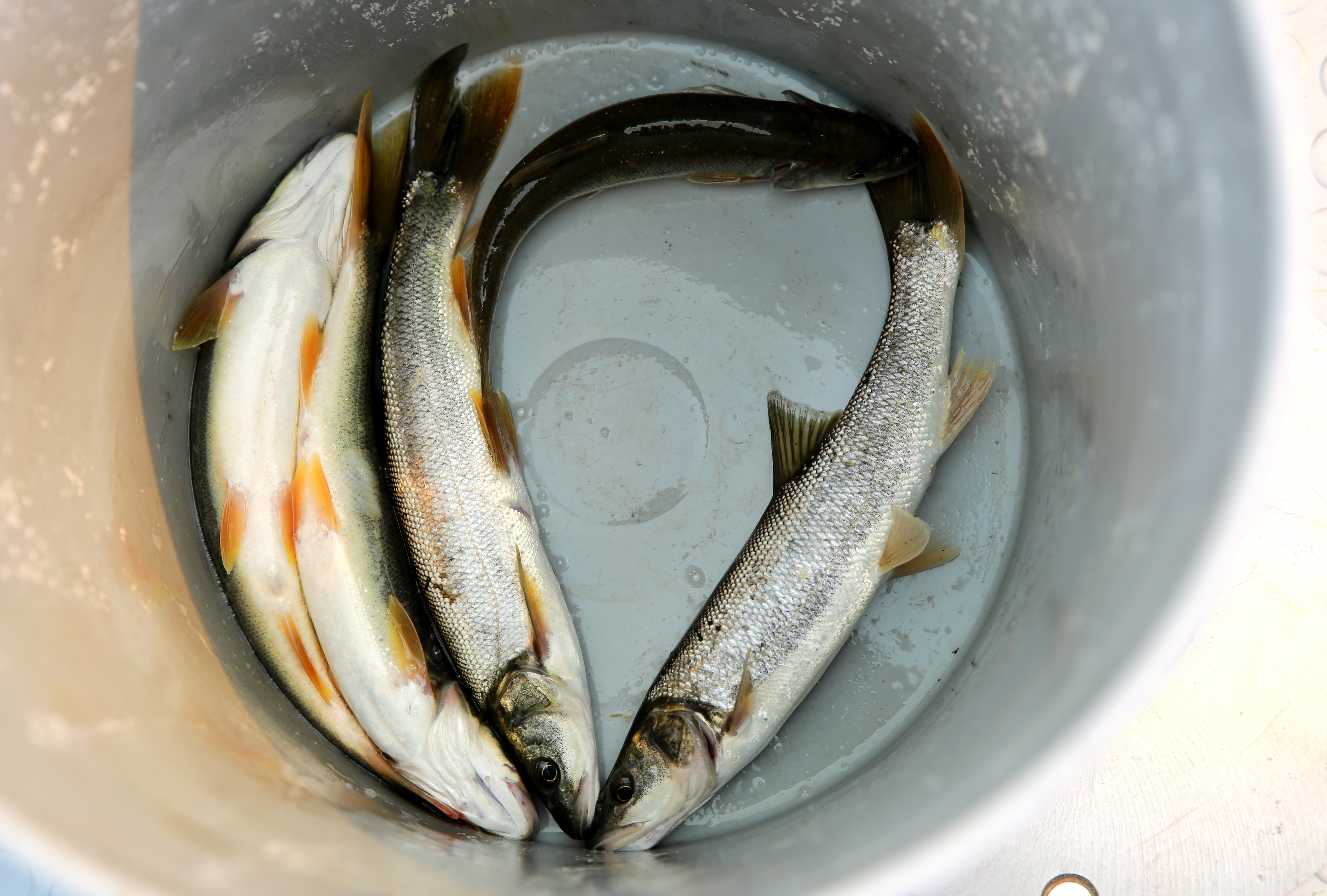 Catch a fish, save a salmon — and make a little cash - OPB