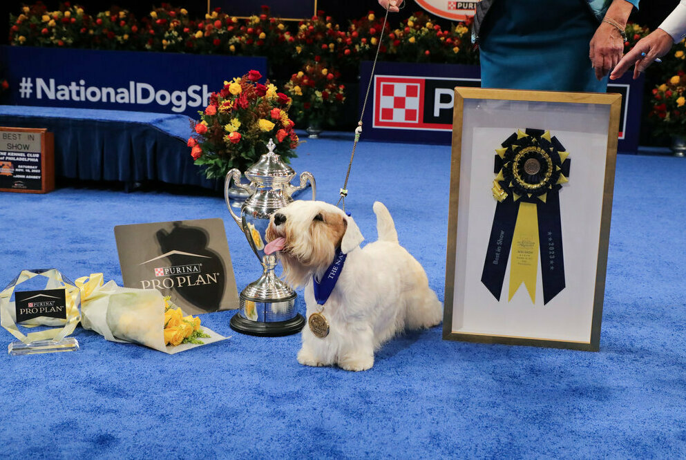 Who Will Win the 'Genius Dog Contest?' Watch the Competition Begin