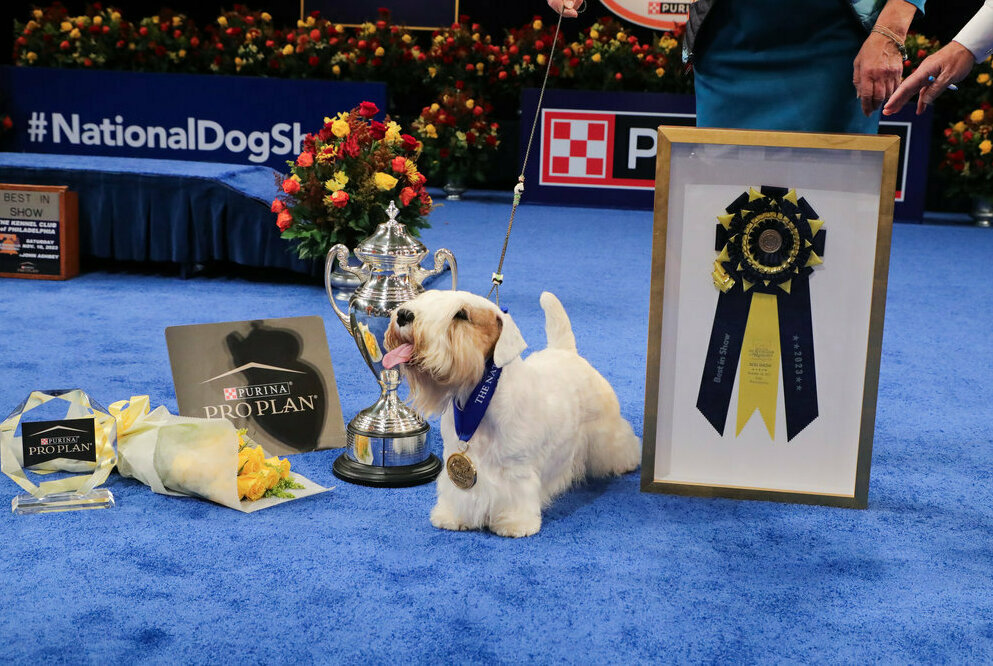 Westminster Dog Show 2024 Best In Show Winner Takes All Brita Kettie