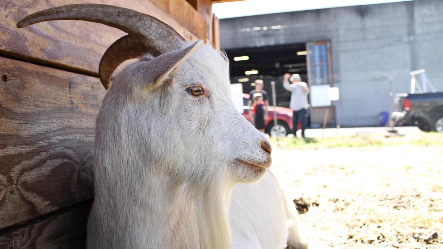 Told To Bleat It Portland Goat Herd Seeks New Home Opb