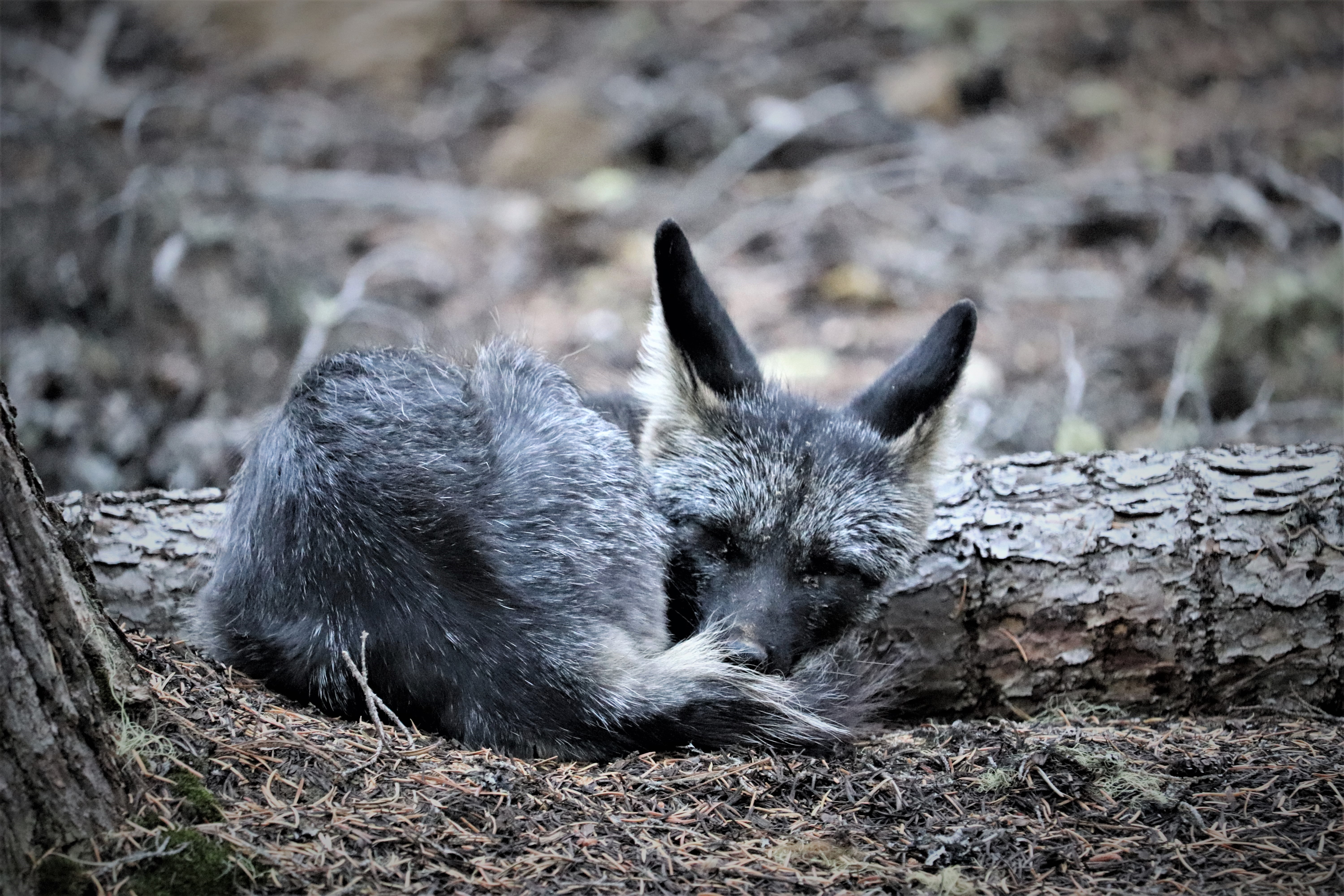 Central Oregon biologist tracks the rare and mysterious Sierra Nevada red  fox - OPB